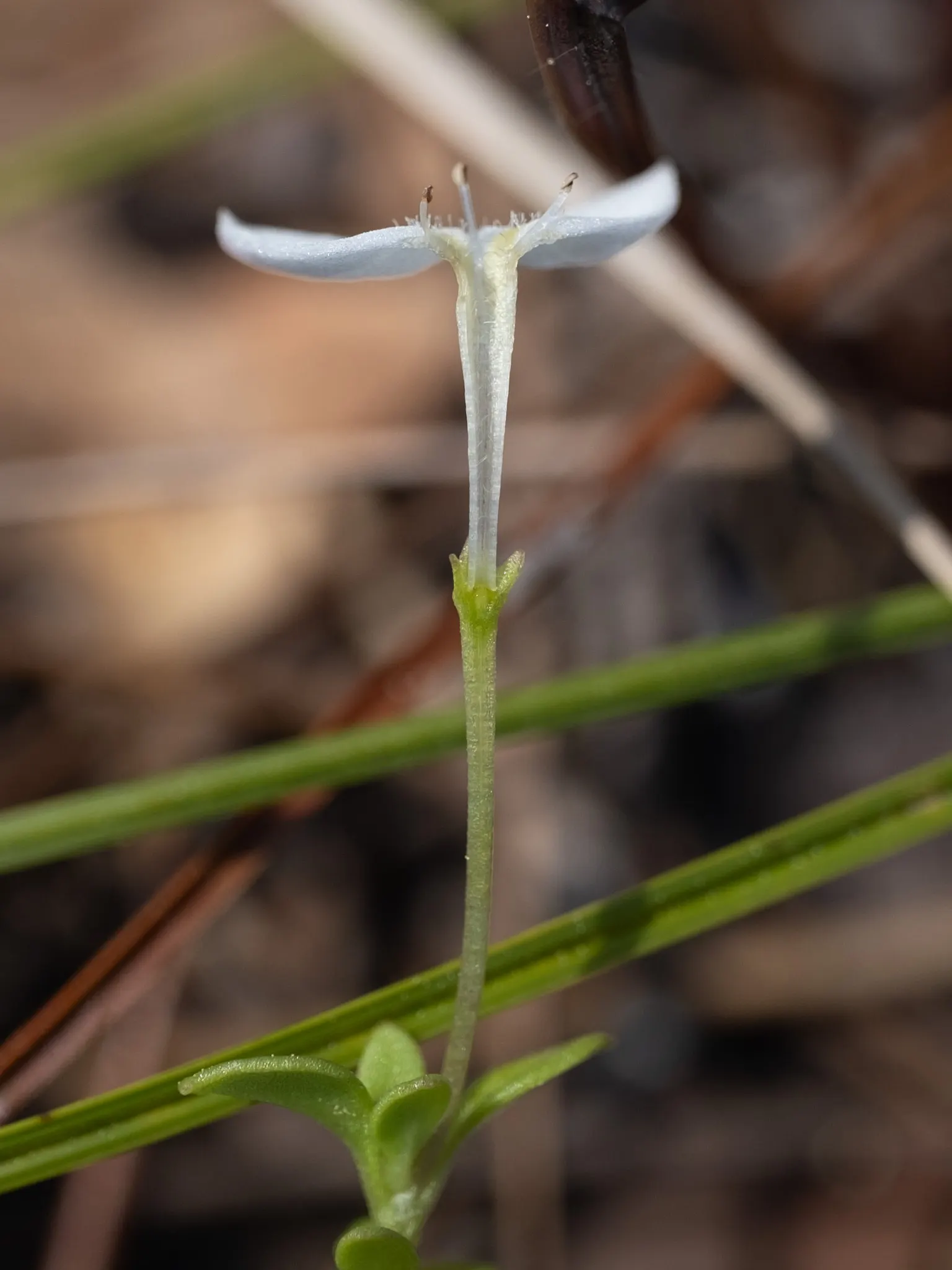Quaker Ladies (Houstonia Caerulea) — The flowers are perched atop thin; these low-maintenance beauties are ideal for rock gardens