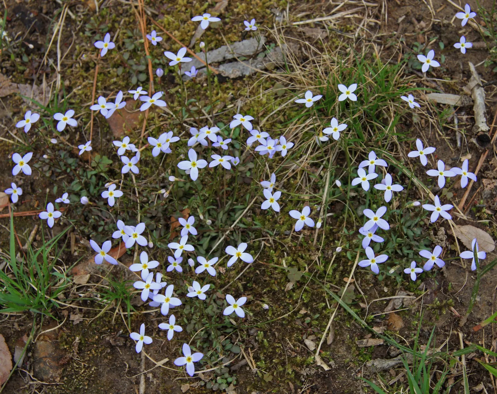 Quaker Ladies (Houstonia Caerulea) — is a charming perennial wildflower that adds a delicate touch of blue to the landscape; with moderate moisture, image 142