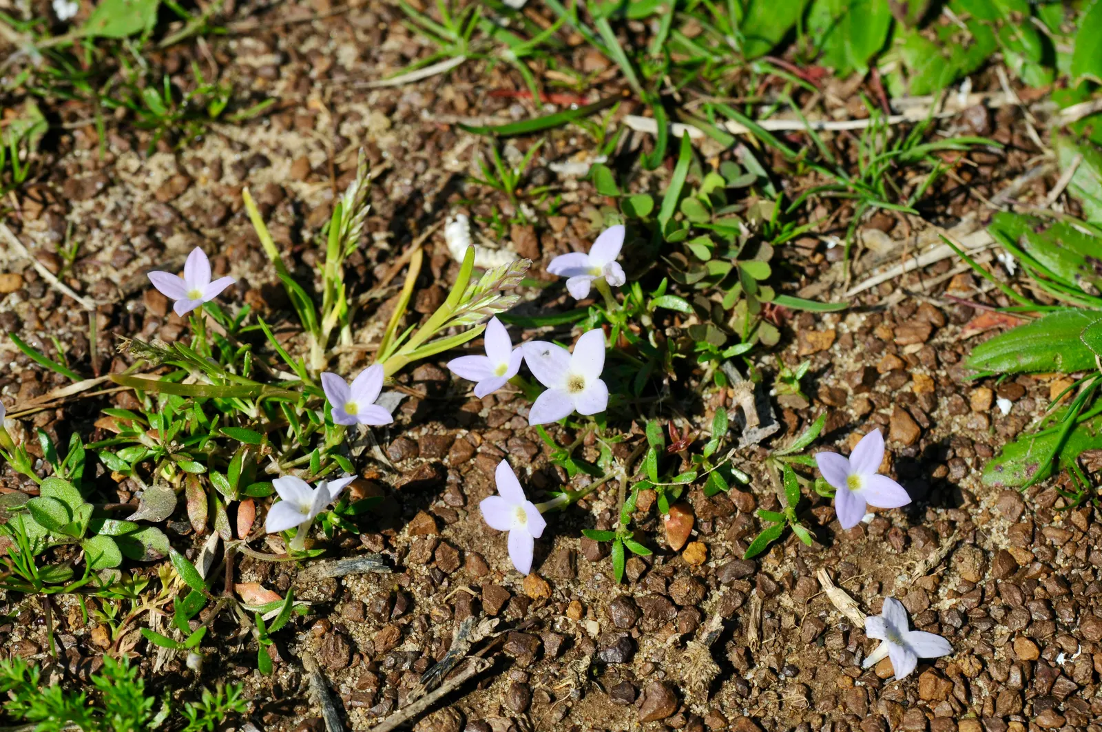 Quaker Ladies (Houstonia Caerulea) — or in woodland settings where they can create an enchanting ground cover; floating appearance.<br><br>For, image 76