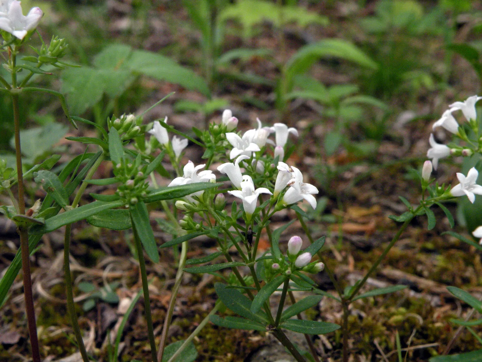 Quaker Ladies (Houstonia Caerulea) — is a charming perennial wildflower that adds a delicate touch of blue to the landscape; with moderate moisture and cooler