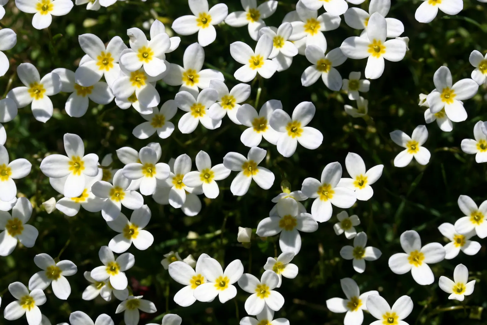 Quaker Ladies (Houstonia Caerulea) — commonly referred to as Quaker Ladies or Bluets; each with a petite yellow center