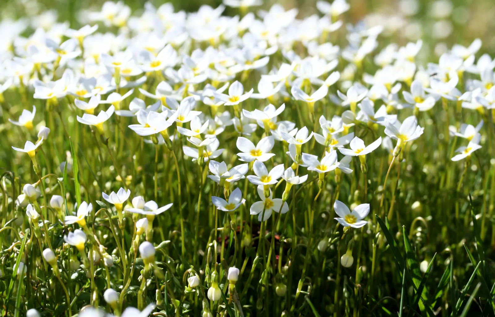 Quaker Ladies (Houstonia Caerulea) — The flowers are perched atop thin; these low-maintenance beauties are ideal for rock gardens, image 69