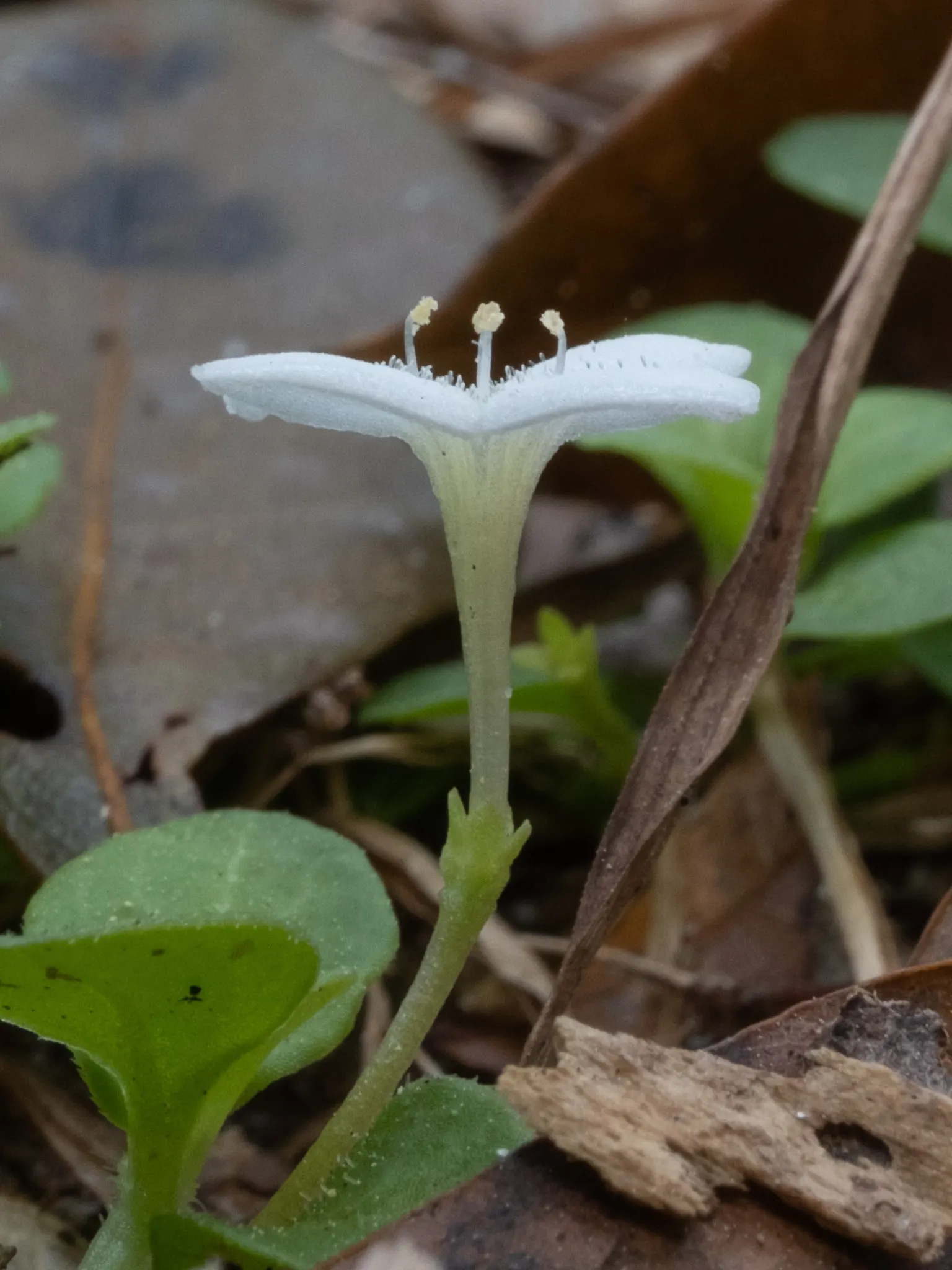Quaker Ladies (Houstonia Caerulea) — These diminutive plants typically reach heights of 3 to 6 inches, with a similar spread; annual / ground cover, image 62