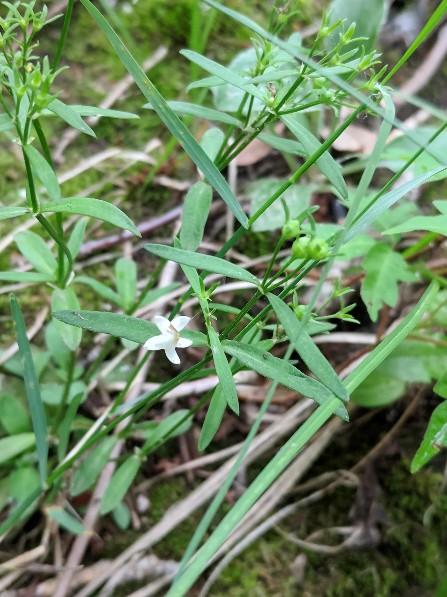Quaker Ladies (Houstonia Caerulea) — evergreen rosette at the base.<br><br>The true allure of Quaker Ladies lies in their sky-blue flowers