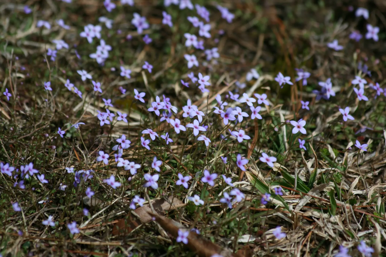 Quaker Ladies (Houstonia Caerulea) — each with a petite yellow center; annual / ground cover / herb / perennial / wildflower for half, image 147