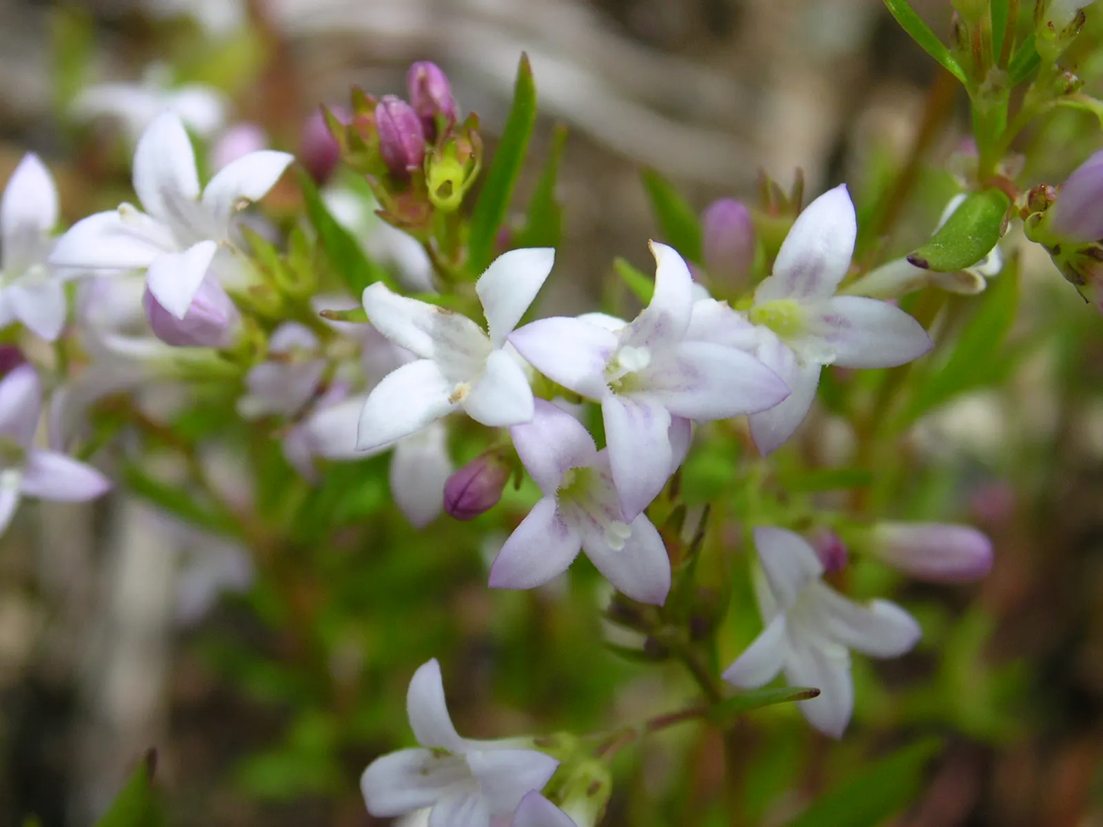 Quaker Ladies (Houstonia Caerulea) — With moderate moisture and cooler conditions