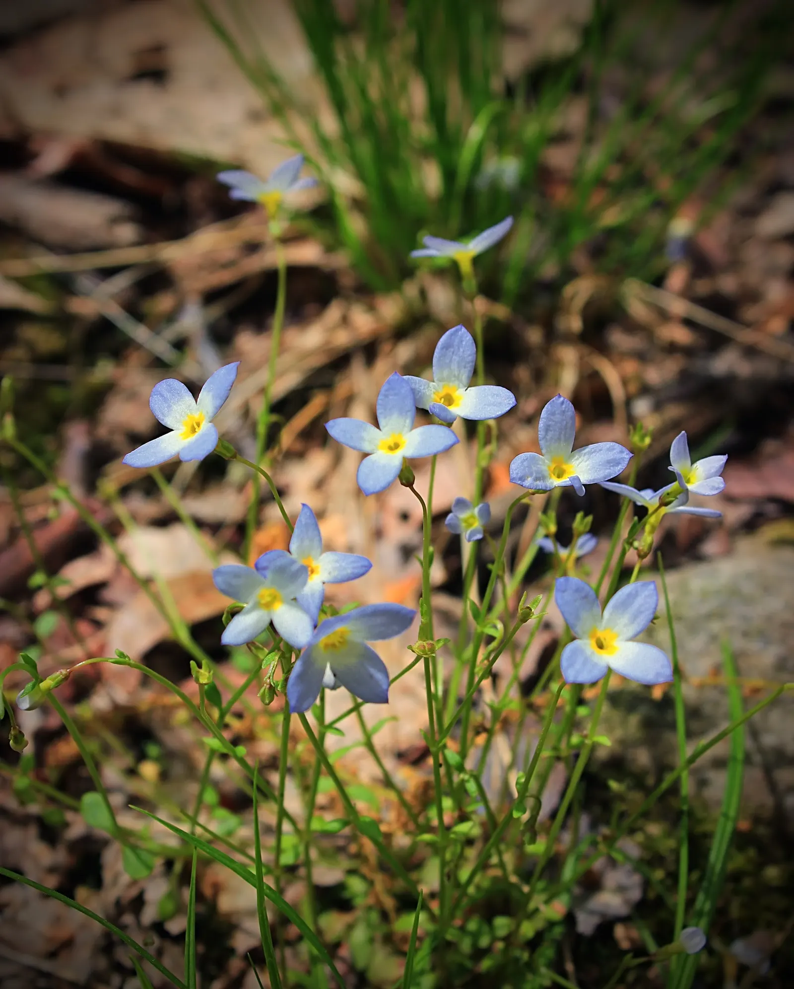 Quaker Ladies (Houstonia Caerulea) — or in woodland settings where they can create an enchanting ground cover