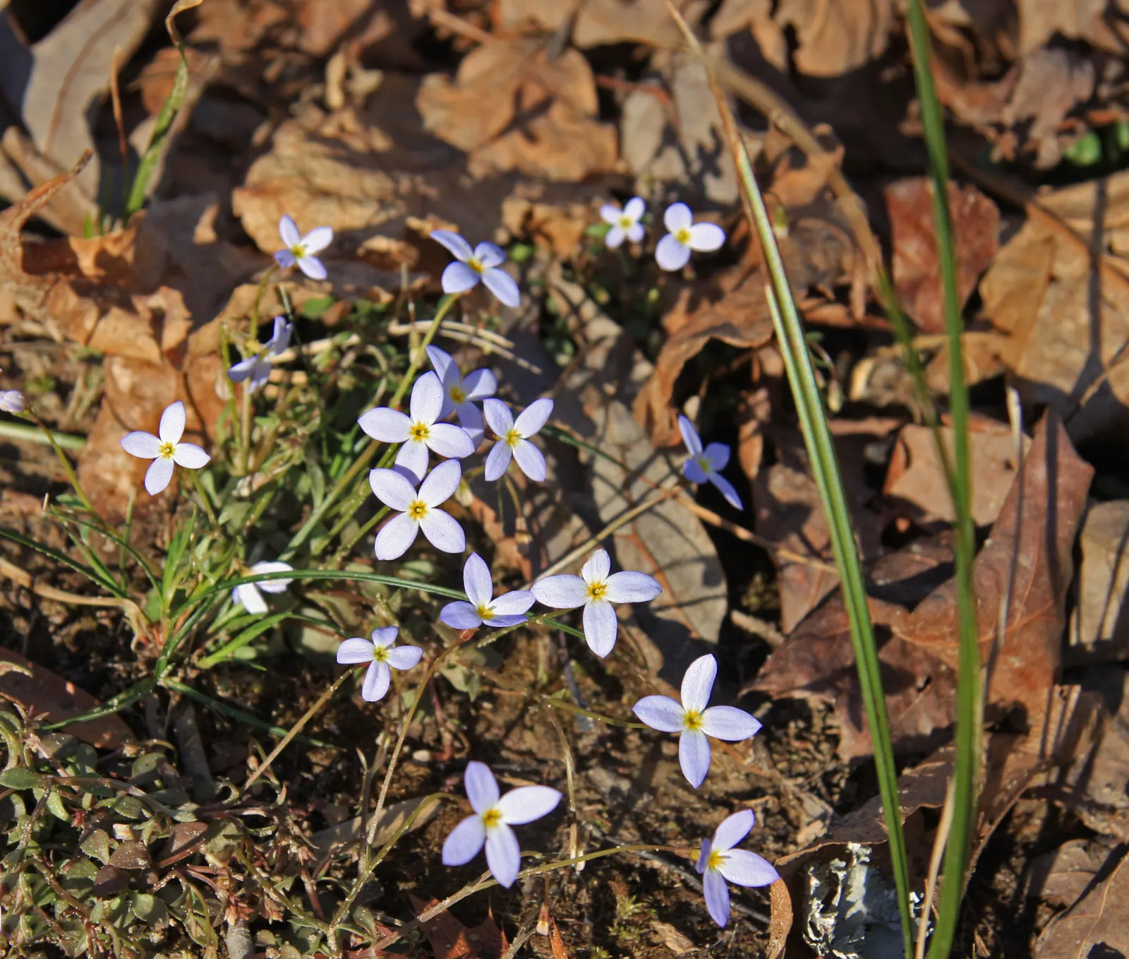 Quaker Ladies (Houstonia Caerulea) — Houstonia caerulea, commonly known as Quaker Ladies or Bluets, is a charming perennial wildflower; its, image 109