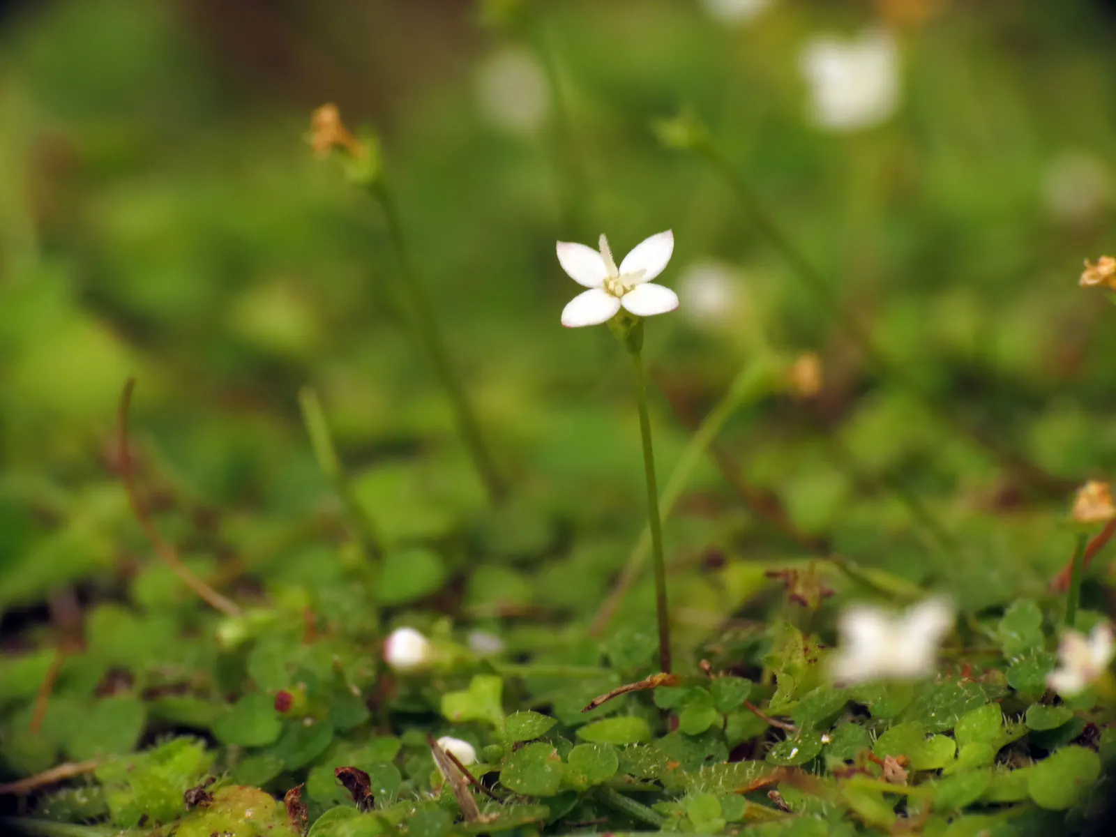 Quaker Ladies (Houstonia Caerulea) — annual / ground cover / herb / perennial / wildflower for half; fostering a biodiverse garden ecosystem, image 108