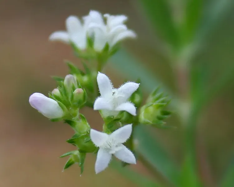 Quaker Ladies (Houstonia Caerulea) — floating appearance.<br><br>For successful cultivation; houstonia caerulea, commonly known as Quaker Ladies or, image 151