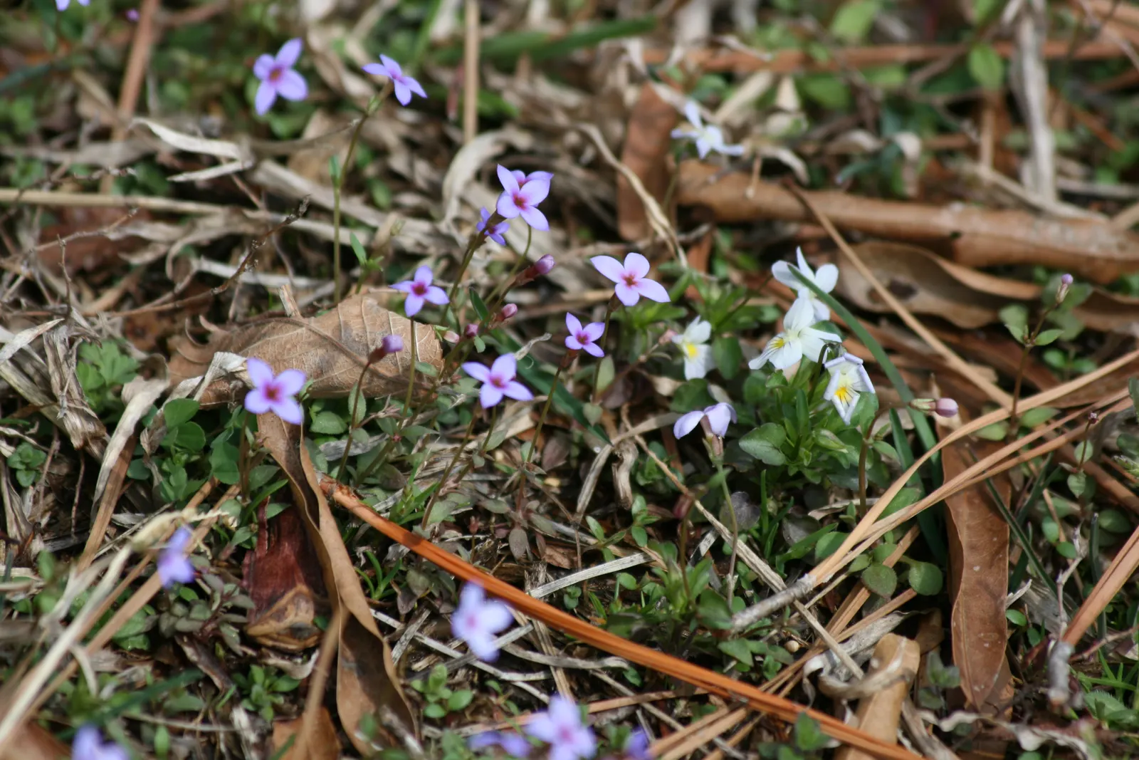 Quaker Ladies (Houstonia Caerulea) — creating a carpet of color reminiscent of a clear, image 122