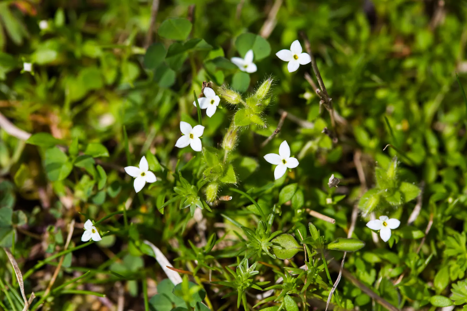 Quaker Ladies (Houstonia Caerulea) — The flowers are perched atop thin; these low-maintenance beauties are ideal for rock gardens, image 123