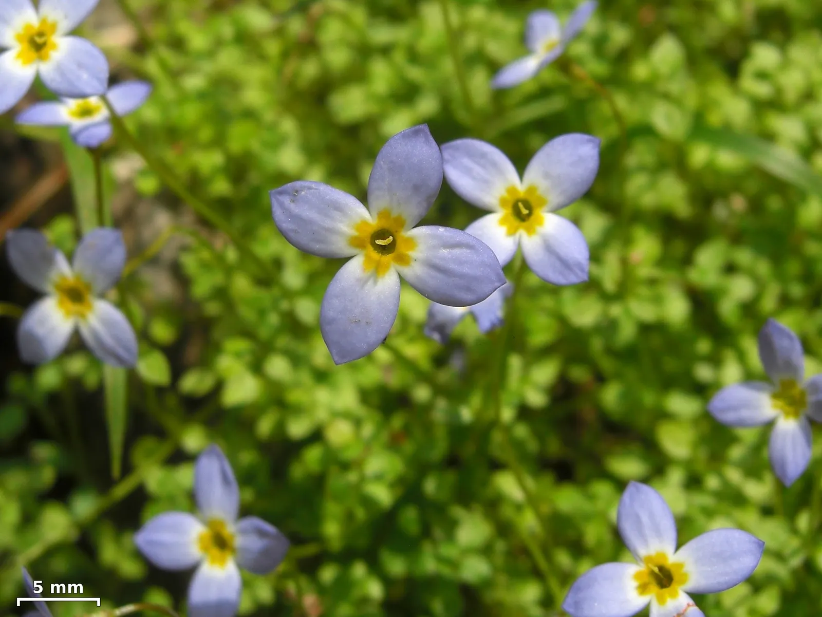 Quaker Ladies (Houstonia Caerulea) — or in woodland settings where they can create an enchanting ground cover; floating appearance.<br><br>For, image 103