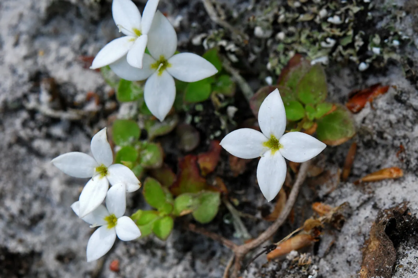 Quaker Ladies (Houstonia Caerulea) — They boast miniature lanceolate to ovate leaves