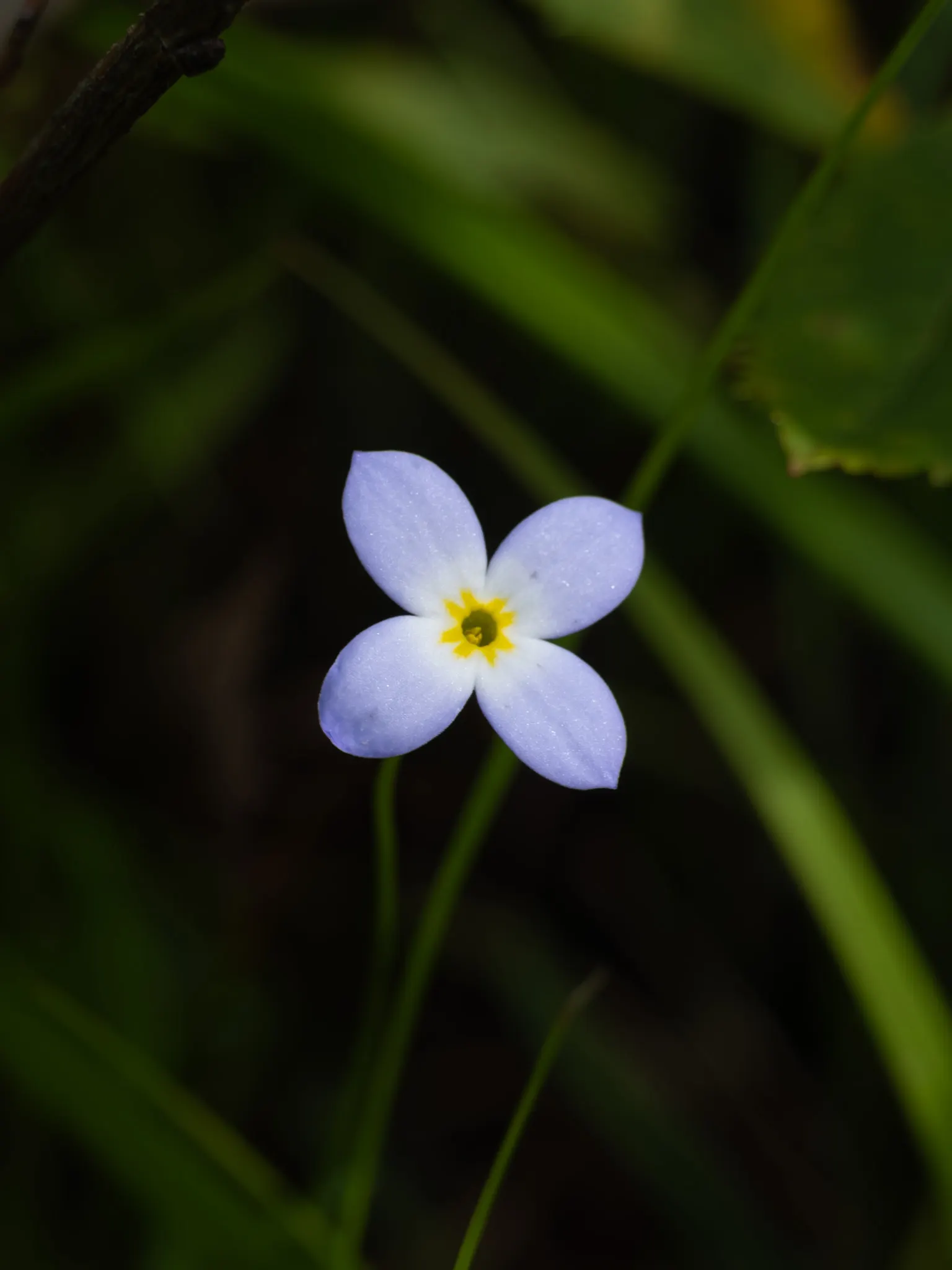 Quaker Ladies (Houstonia Caerulea) — creating a carpet of color reminiscent of a clear, image 95
