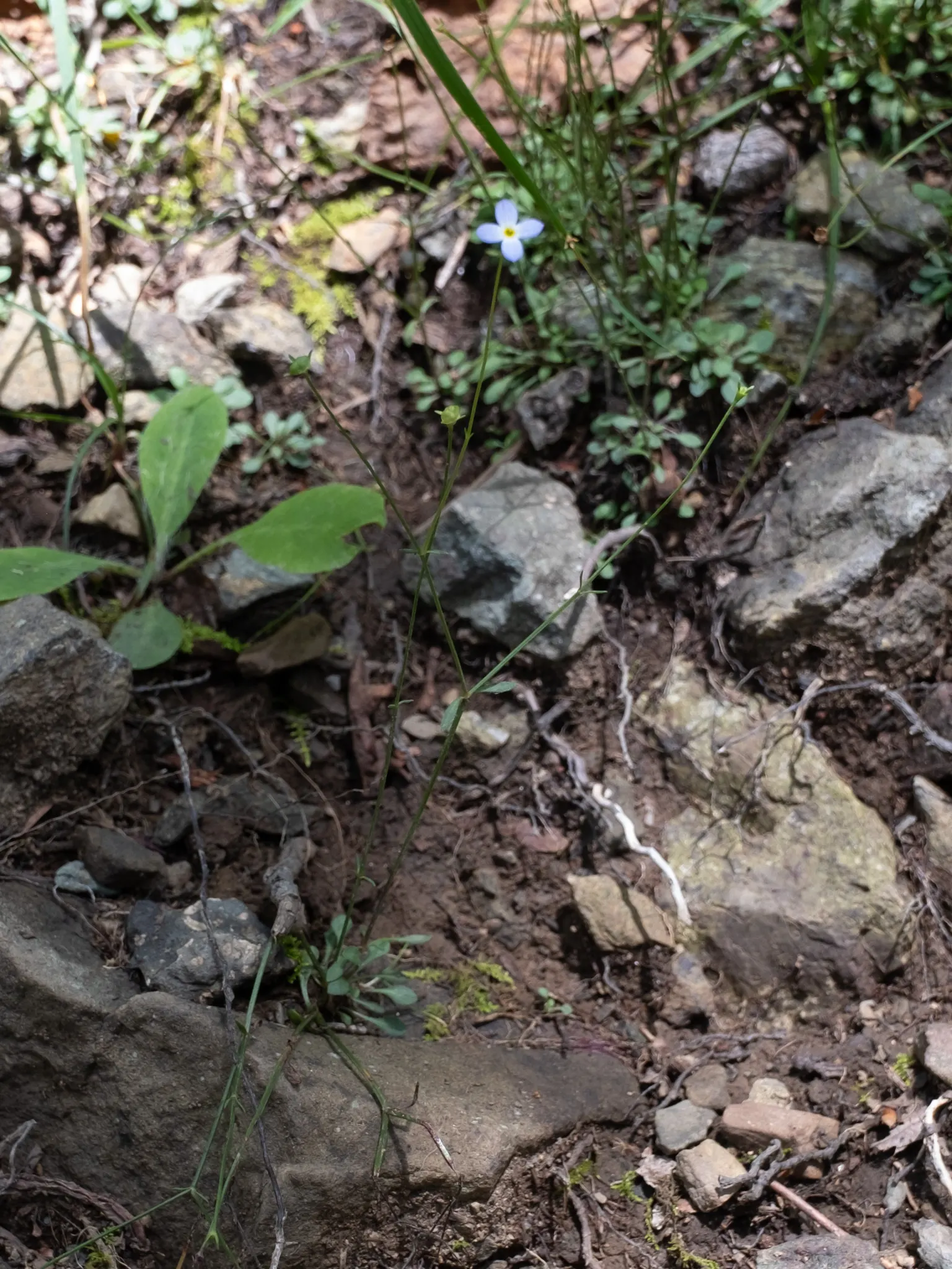 Quaker Ladies (Houstonia Caerulea) — Houstonia caerulea, commonly known as Quaker Ladies or Bluets, is a charming perennial wildflower