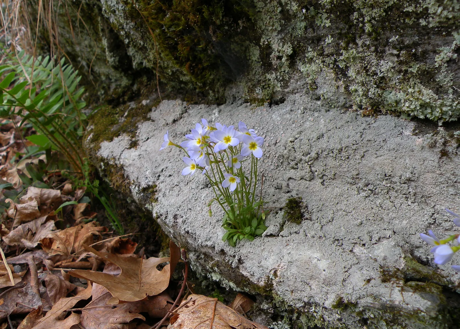 Quaker Ladies (Houstonia Caerulea) — These low-maintenance beauties are ideal for rock gardens