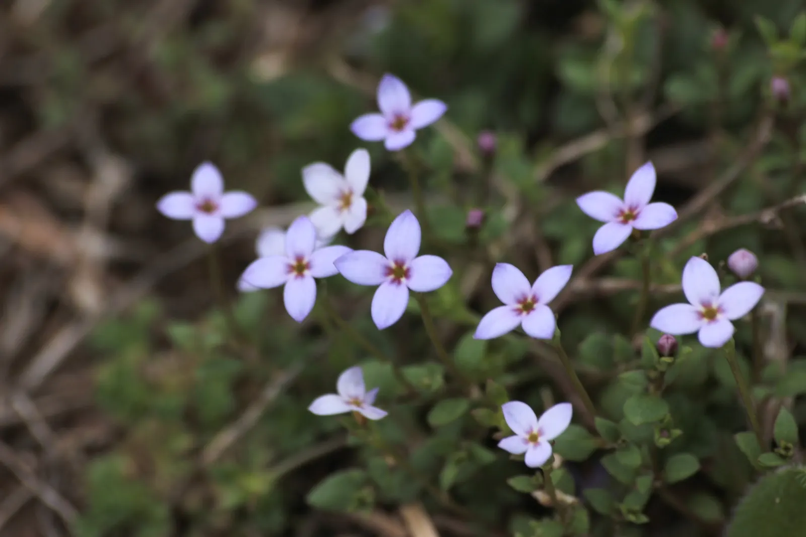 Quaker Ladies (Houstonia Caerulea) — These low-maintenance beauties are ideal for rock gardens; they boast miniature lanceolate to ovate leaves, image 156