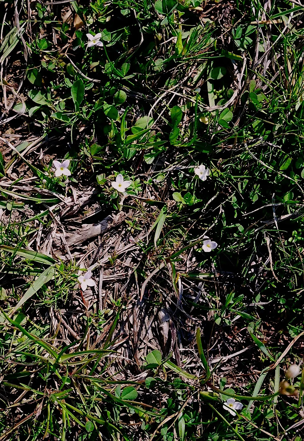 Quaker Ladies (Houstonia Caerulea) — offering a low-maintenance ground cover ideal for rock gardens and naturalized woodland areas, image 59