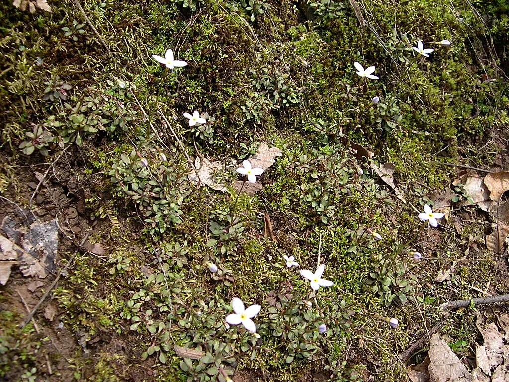 Quaker Ladies (Houstonia Caerulea) — each with a petite yellow center; annual / ground cover / herb / perennial / wildflower for half, image 93