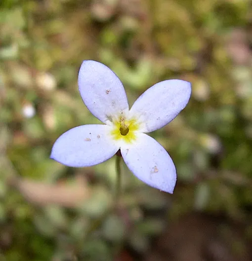 Quaker Ladies (Houstonia Caerulea) — annual / ground cover / herb / perennial / wildflower with blue and white blooms; plant Houstonia caerulea in, image 80