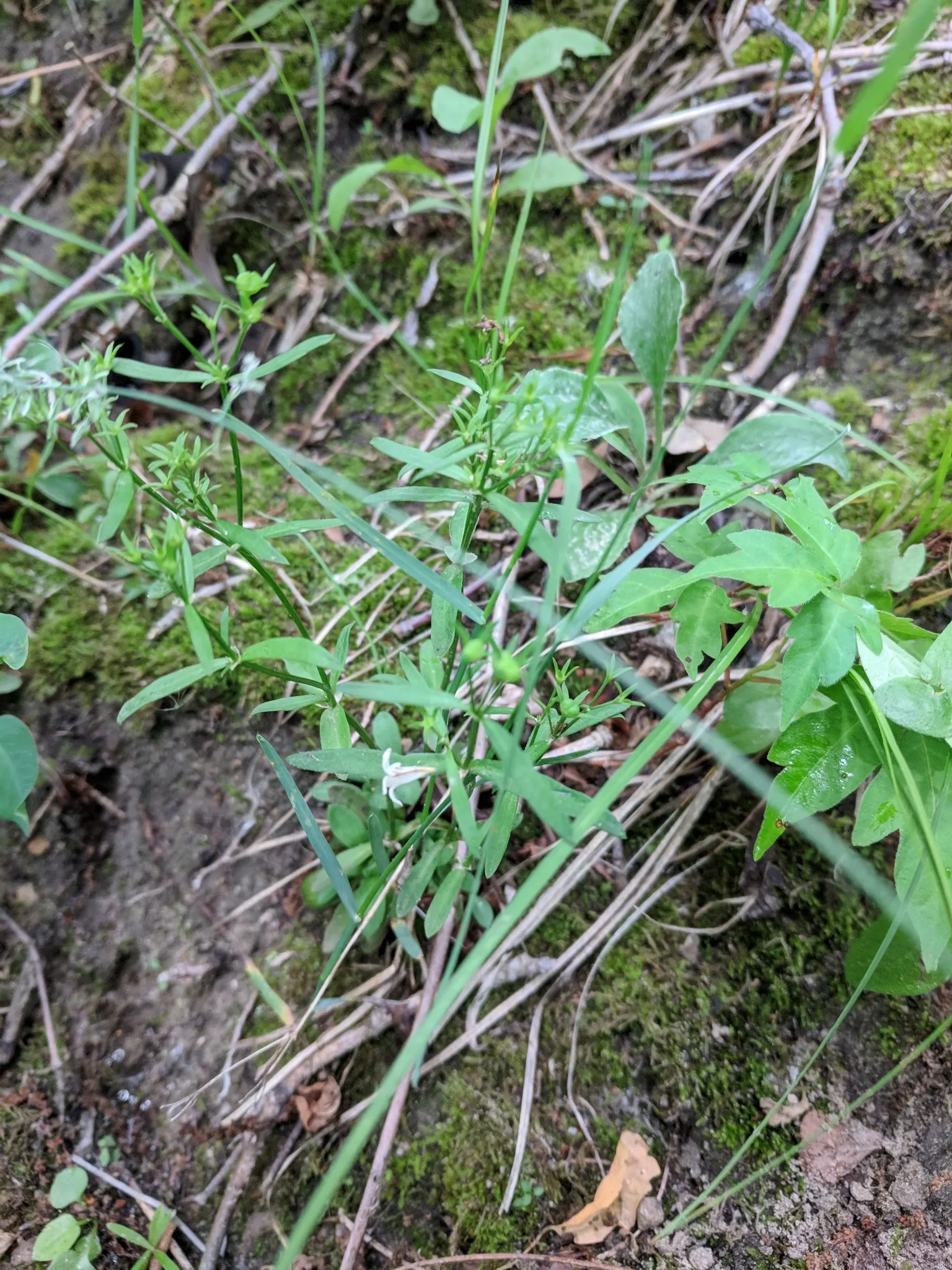 Quaker Ladies (Houstonia Caerulea) — often self-seeding to form natural colonies; sporting sky-blue petals with a yellow center, it grows to a, image 155