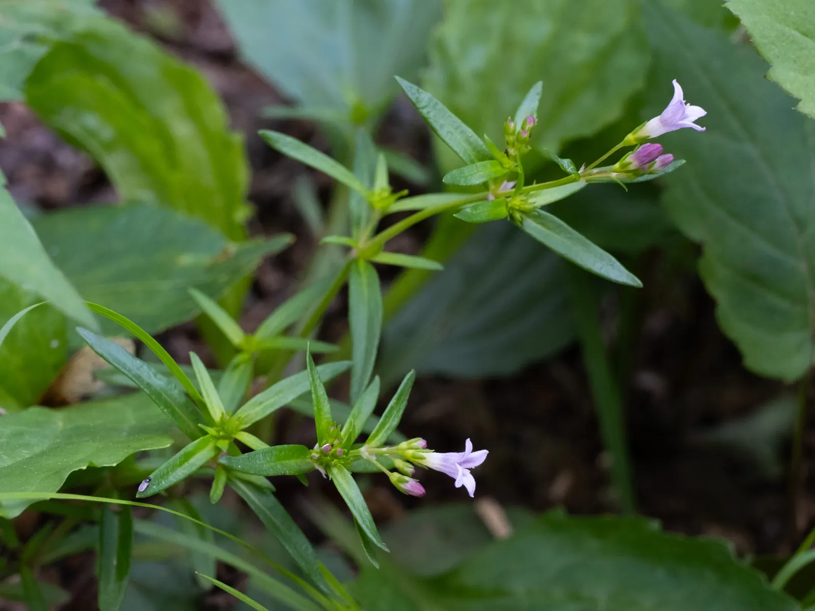 Quaker Ladies (Houstonia Caerulea) — Its delicate blooms emerge in spring; blue and white flowers in the garden, image 112