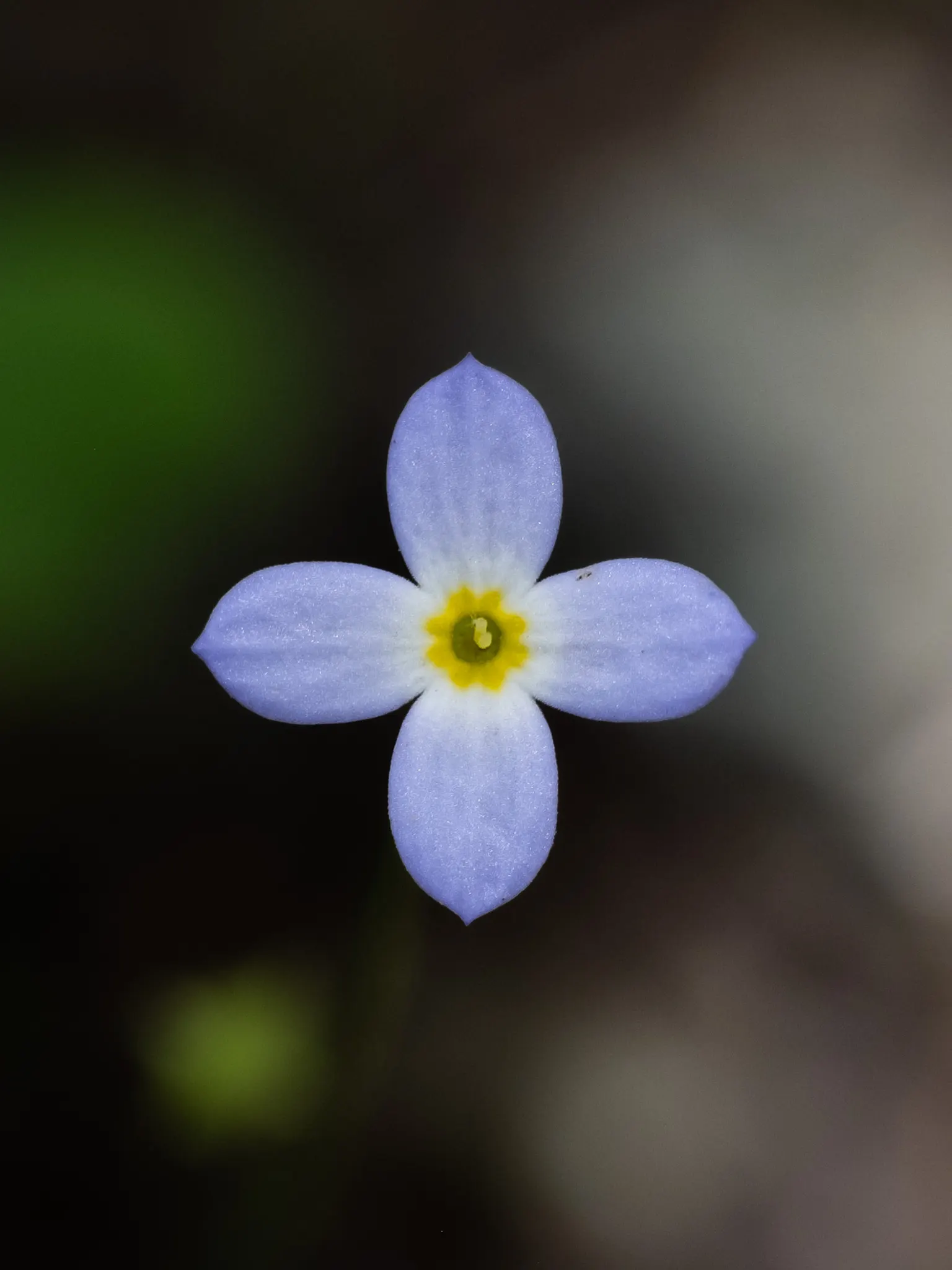 Quaker Ladies (Houstonia Caerulea) — often self-seeding to form natural colonies; sporting sky-blue petals with a yellow center, it grows to a, image 74