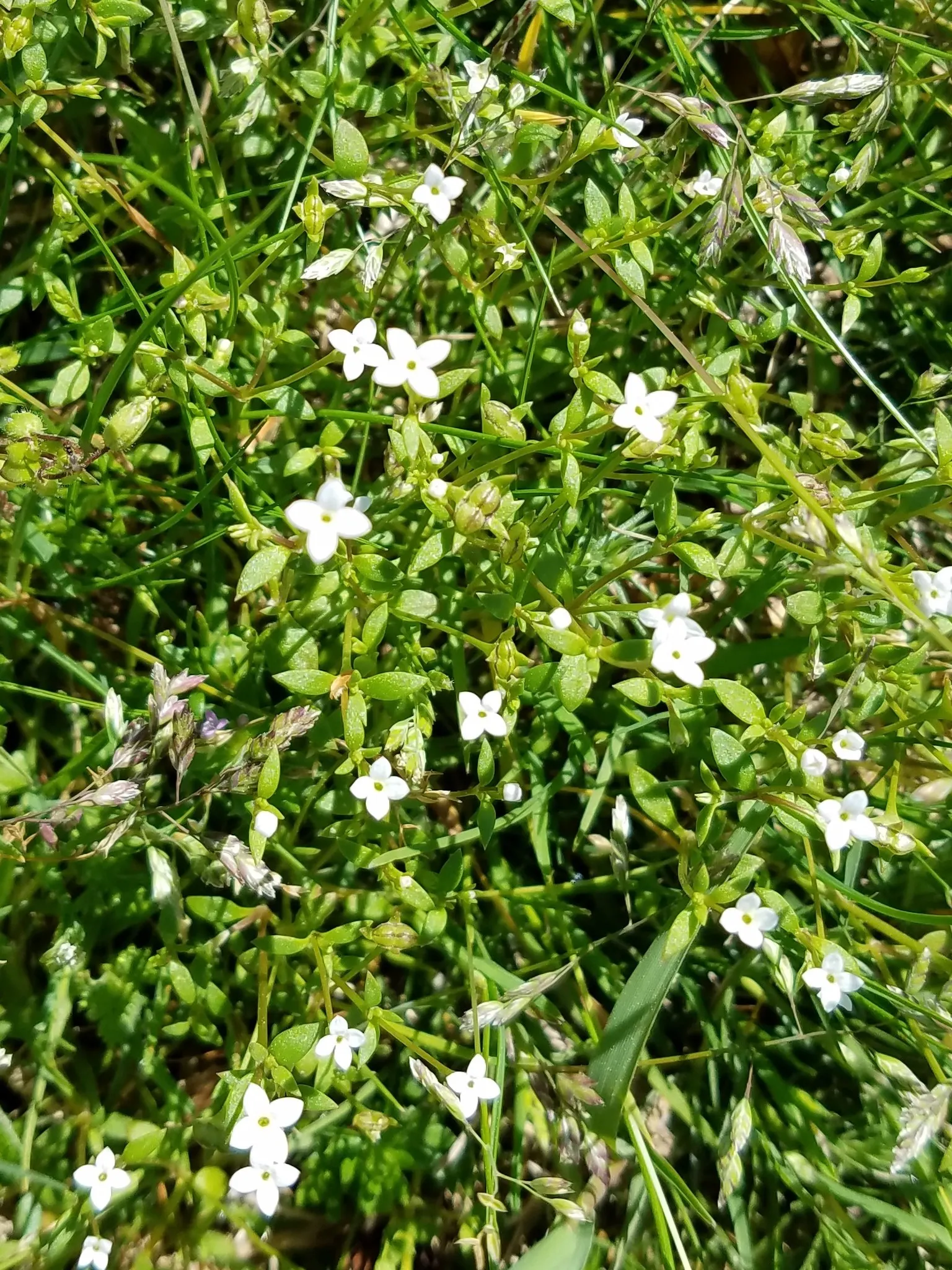 Quaker Ladies (Houstonia Caerulea) — These low-maintenance beauties are ideal for rock gardens; they boast miniature lanceolate to ovate leaves, image 102