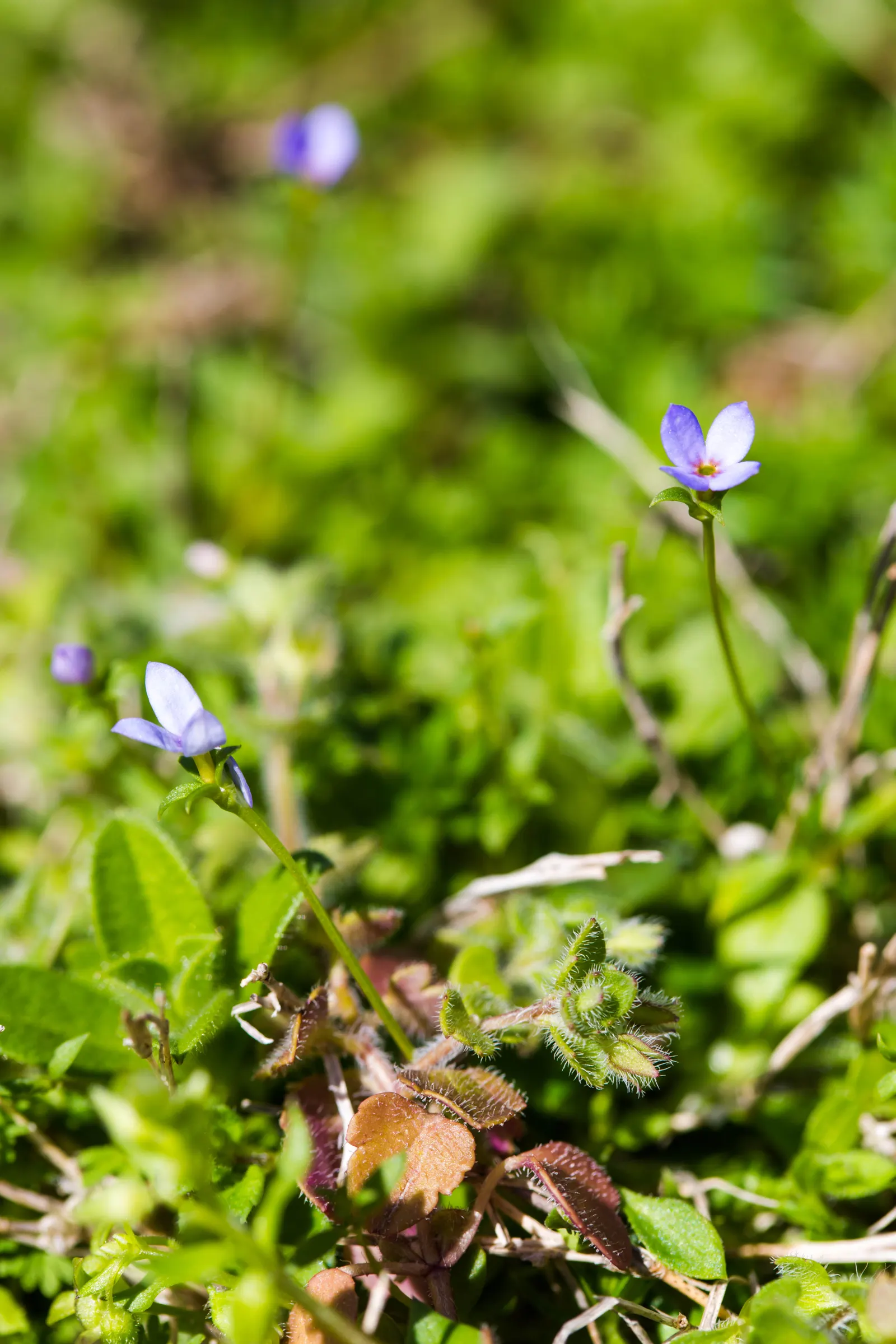 Quaker Ladies (Houstonia Caerulea) — evergreen rosette at the base.<br><br>The true allure of Quaker Ladies lies in their sky-blue flowers; often, image 146