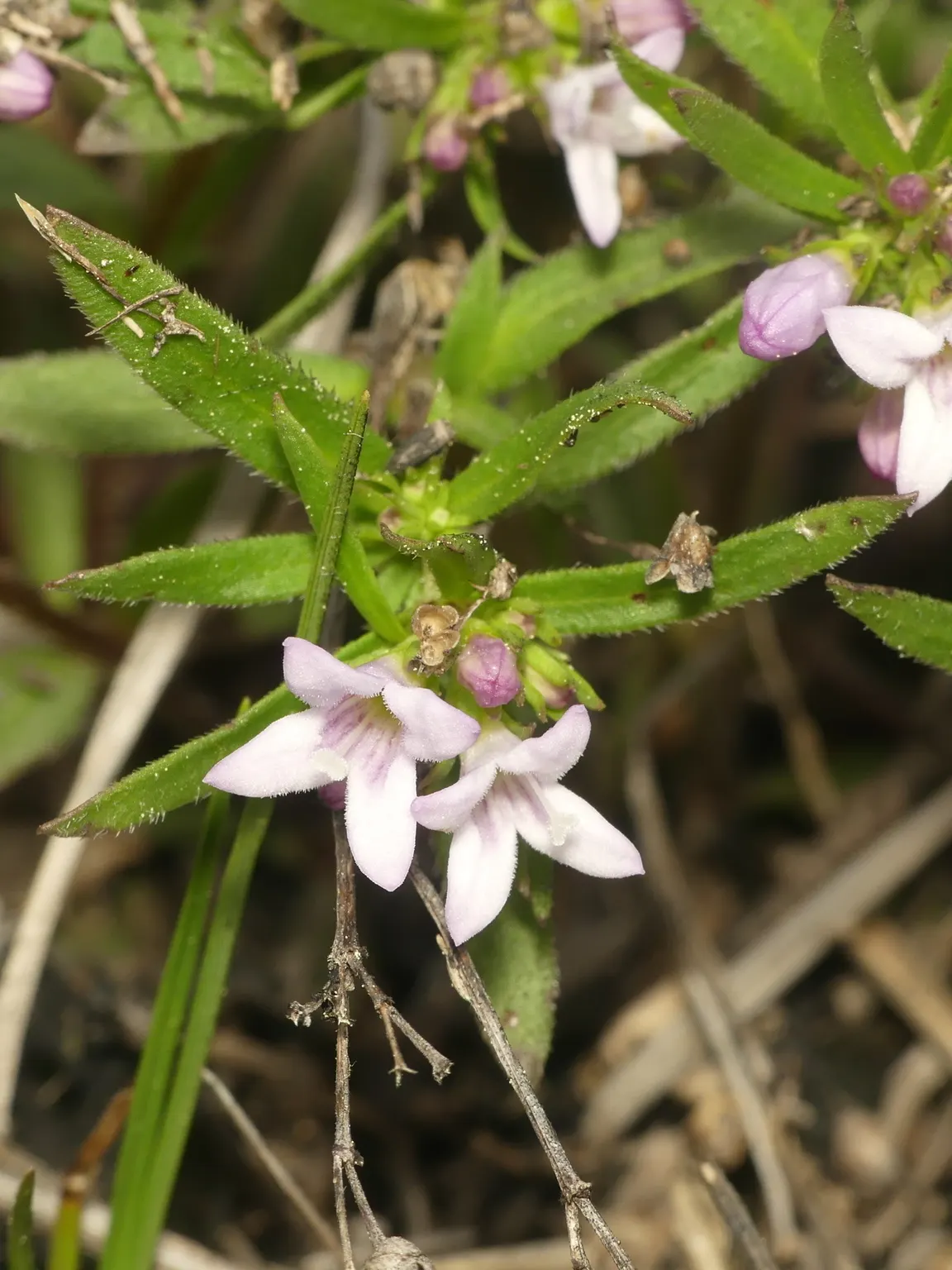 Quaker Ladies (Houstonia Caerulea) — fostering a biodiverse garden ecosystem; preferring full sun to partial shade and moist, well-drained soil, it, image 132