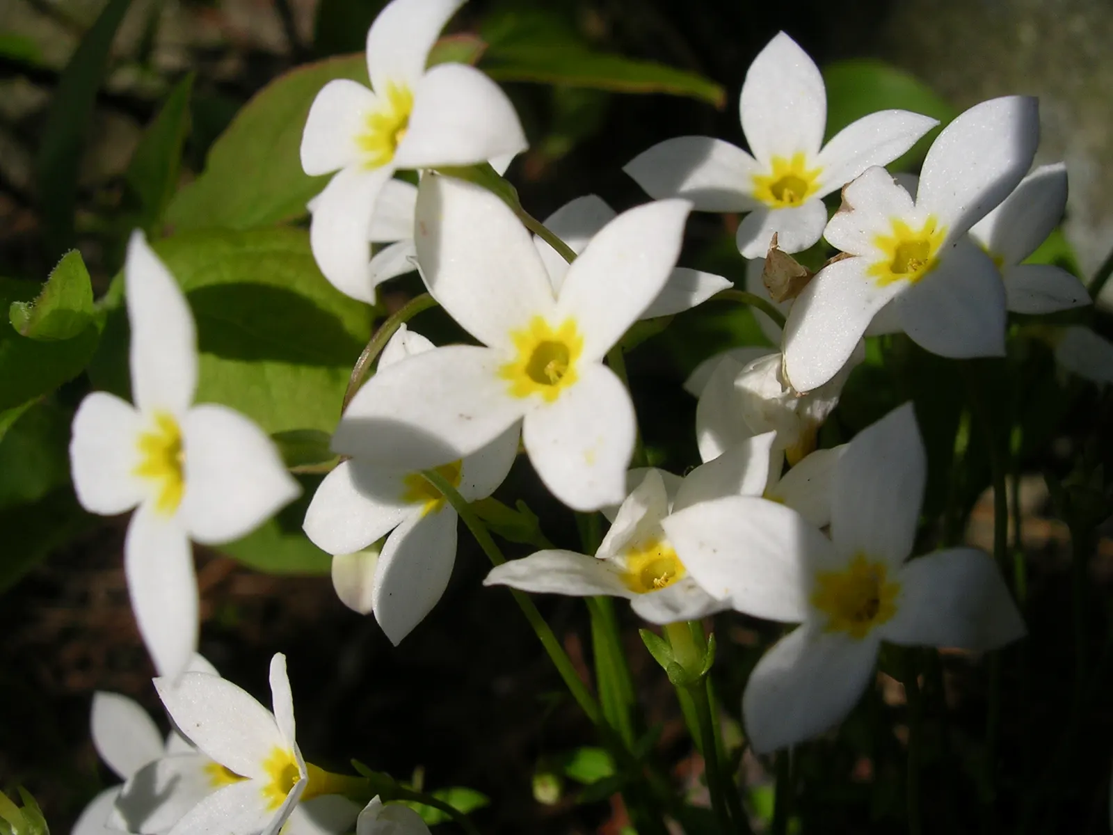 Quaker Ladies (Houstonia Caerulea) — Its delicate blooms emerge in spring; blue and white flowers in the garden