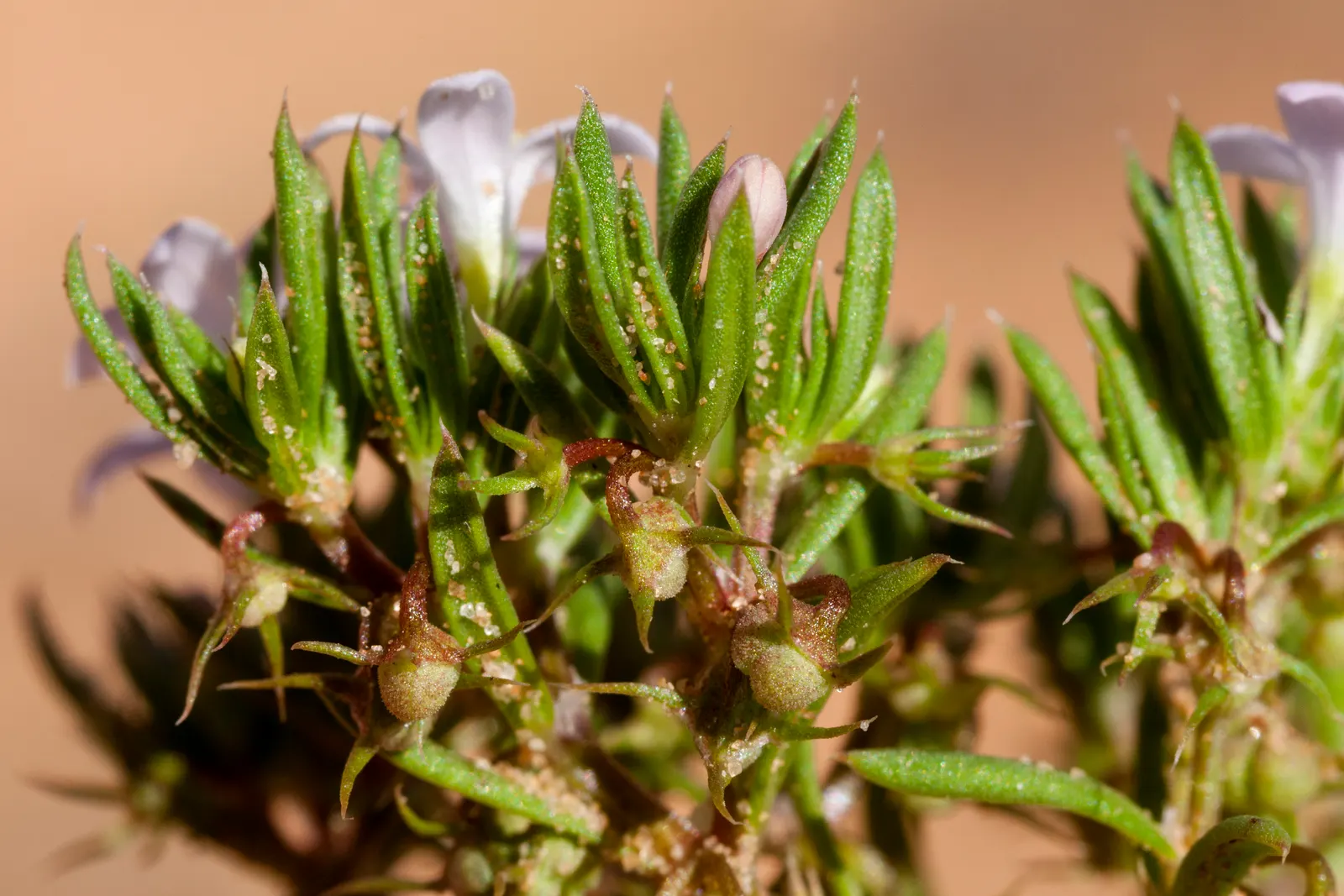 Quaker Ladies (Houstonia Caerulea) — These blossoms are about 0.5 inches in diameter and appear in profusion from early spring until early summer, image 148