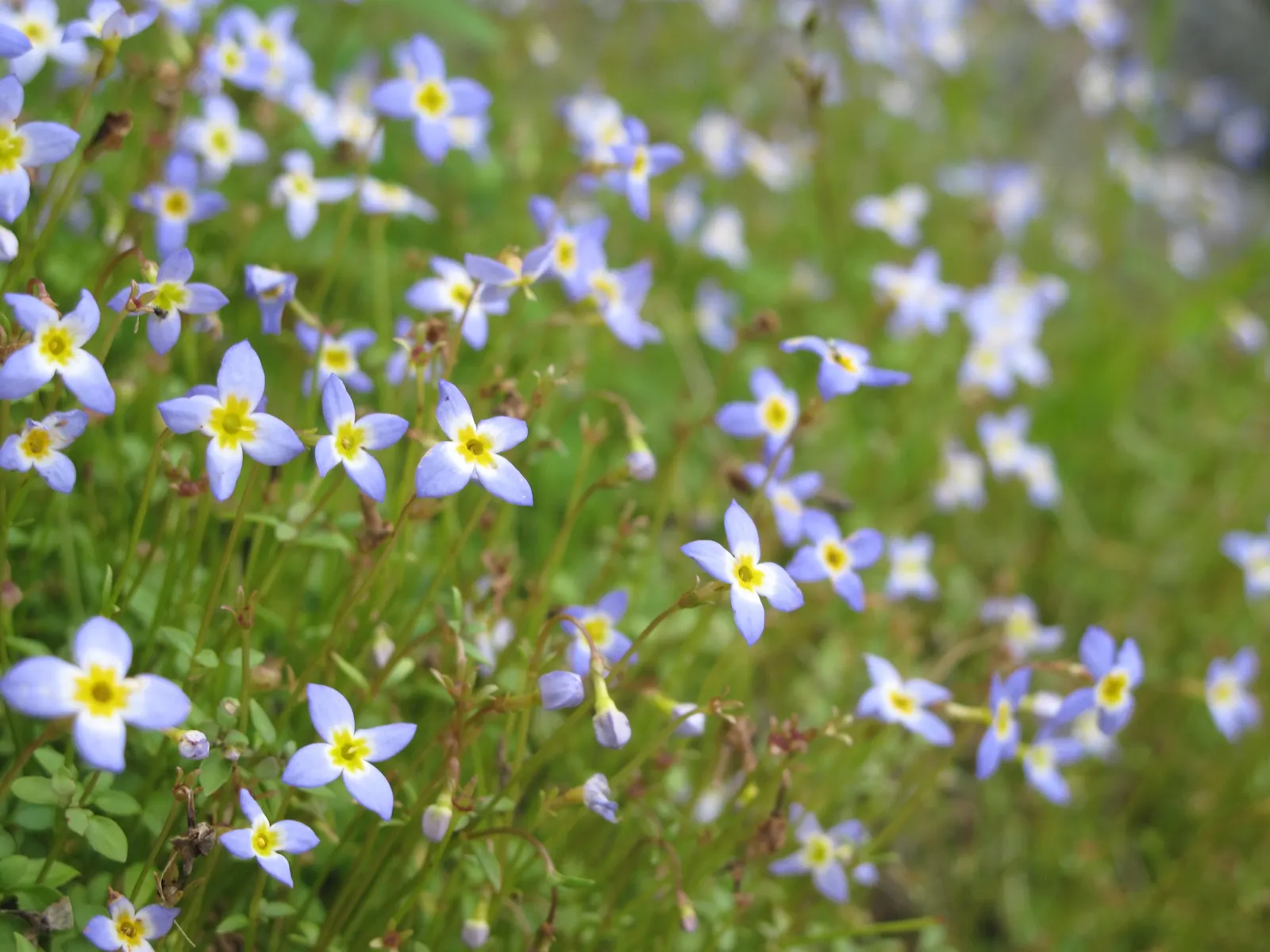 Quaker Ladies (Houstonia Caerulea) — floating appearance.<br><br>For successful cultivation; houstonia caerulea, commonly known as Quaker Ladies or Bluets, is