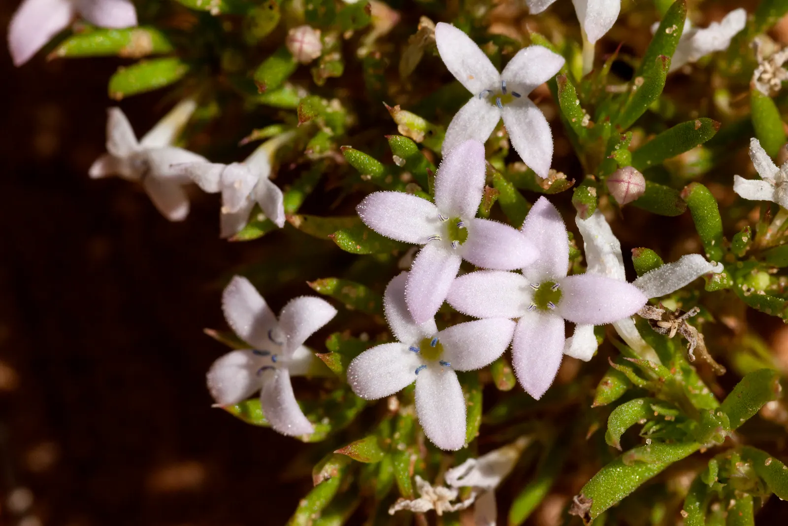Quaker Ladies (Houstonia Caerulea) — creating a carpet of color reminiscent of a clear