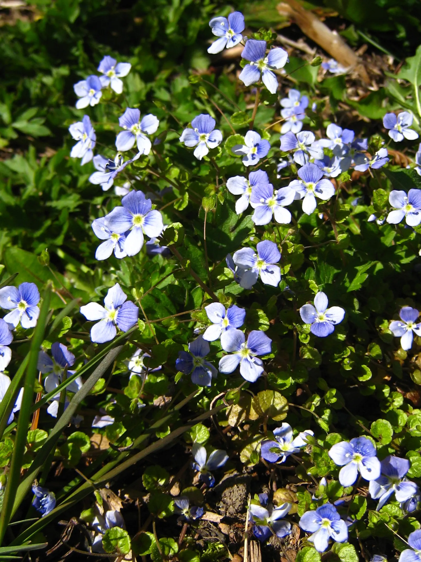 Quaker Ladies (Houstonia Caerulea) — measuring about 0.5 inches in length; these blossoms are about 0.5 inches in diameter and appear in profusion, image 145
