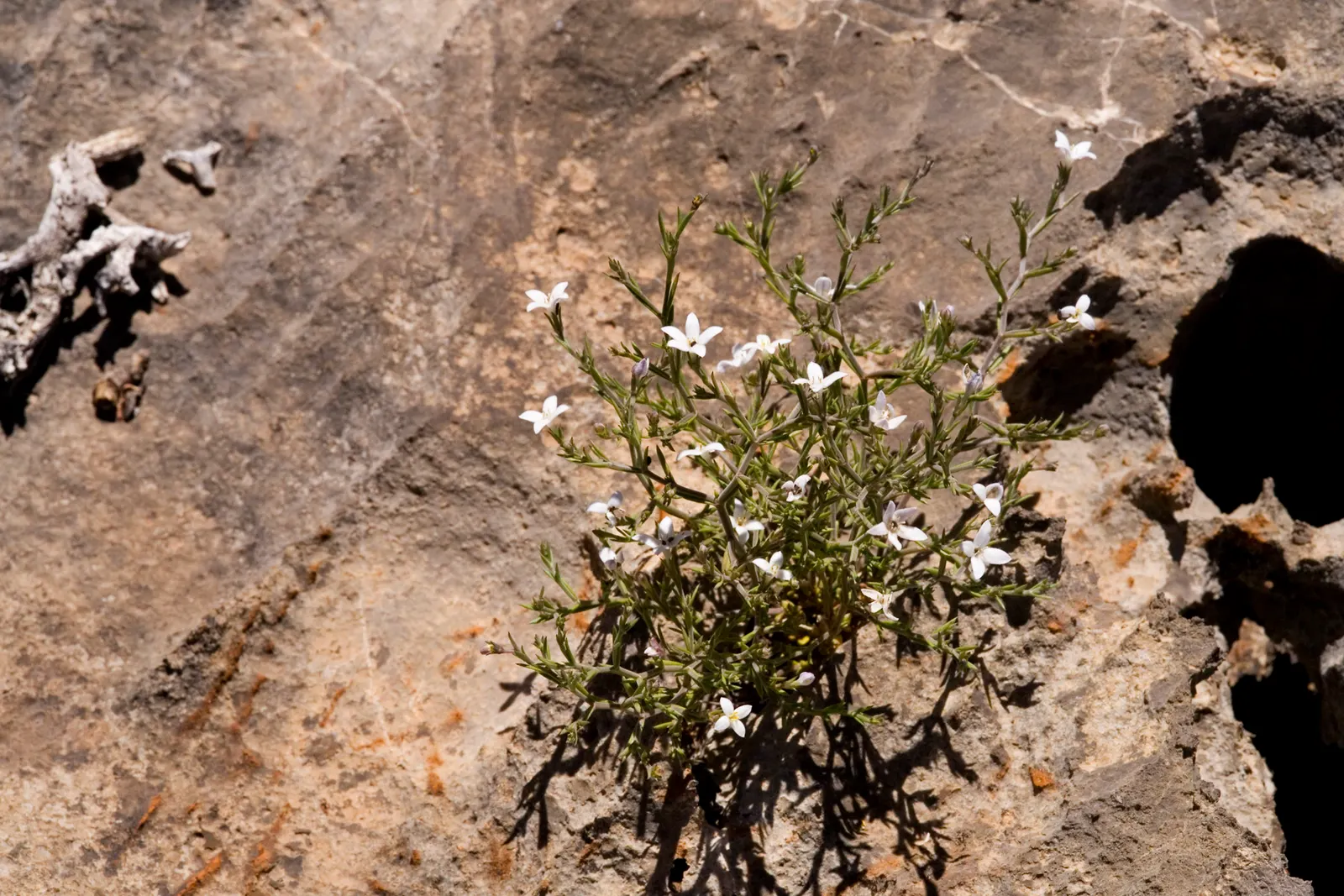 Quaker Ladies (Houstonia Caerulea) — fostering a biodiverse garden ecosystem; preferring full sun to partial shade and moist, well-drained soil, it, image 105