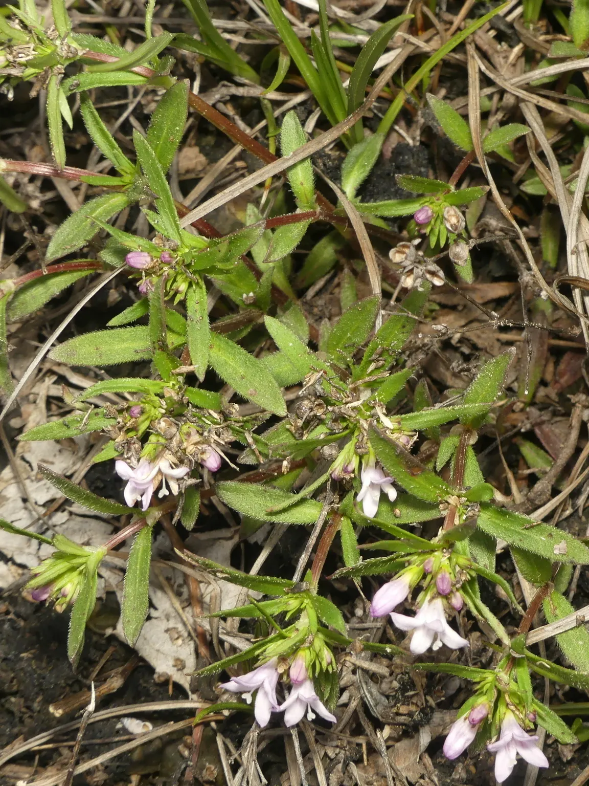 Quaker Ladies (Houstonia Caerulea) — Sporting sky-blue petals with a yellow center, it grows to a modest height of 6 inches; evergreen rosette at, image 110