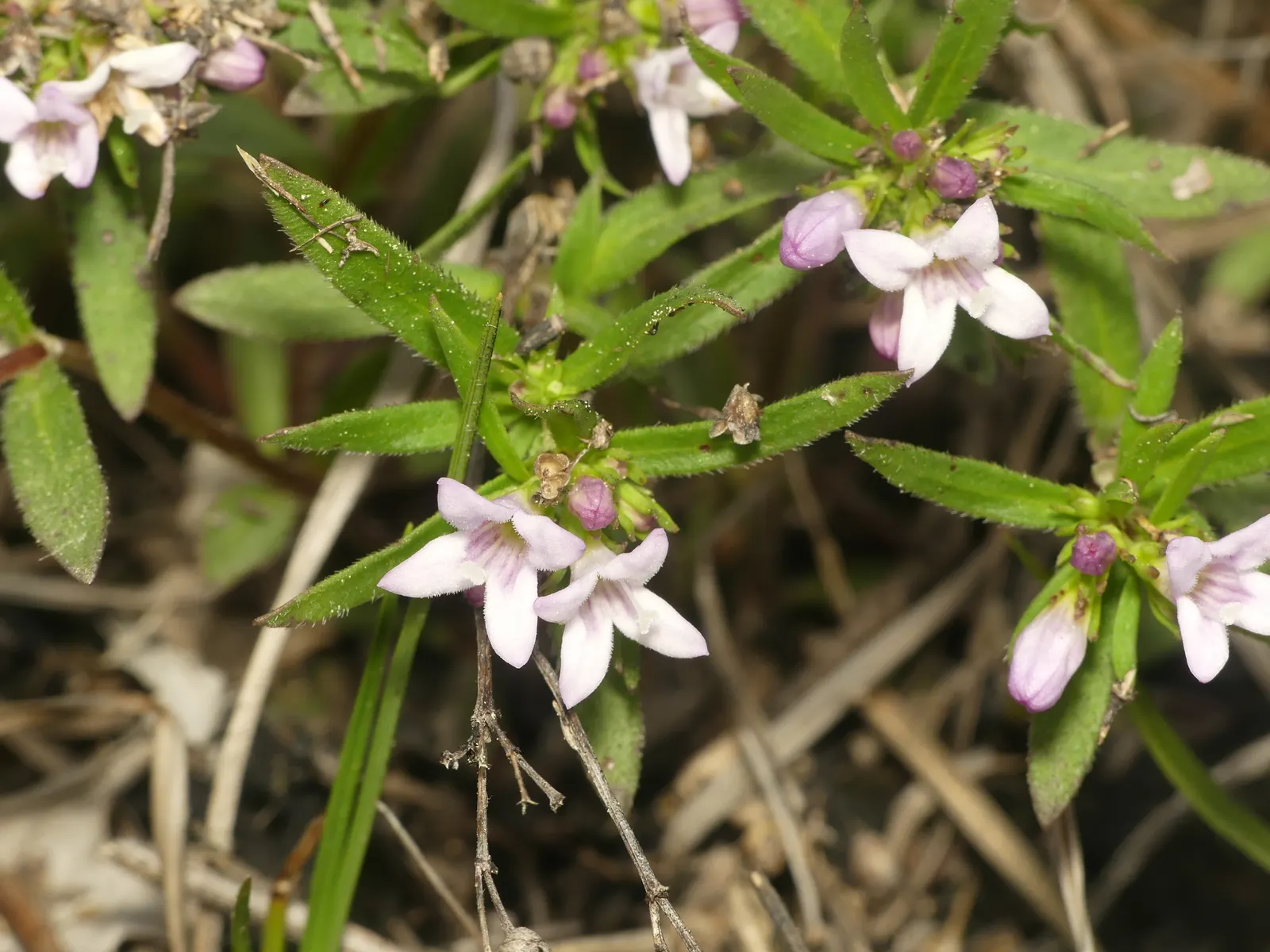 Quaker Ladies (Houstonia Caerulea) — annual / ground cover / herb / perennial / wildflower for half