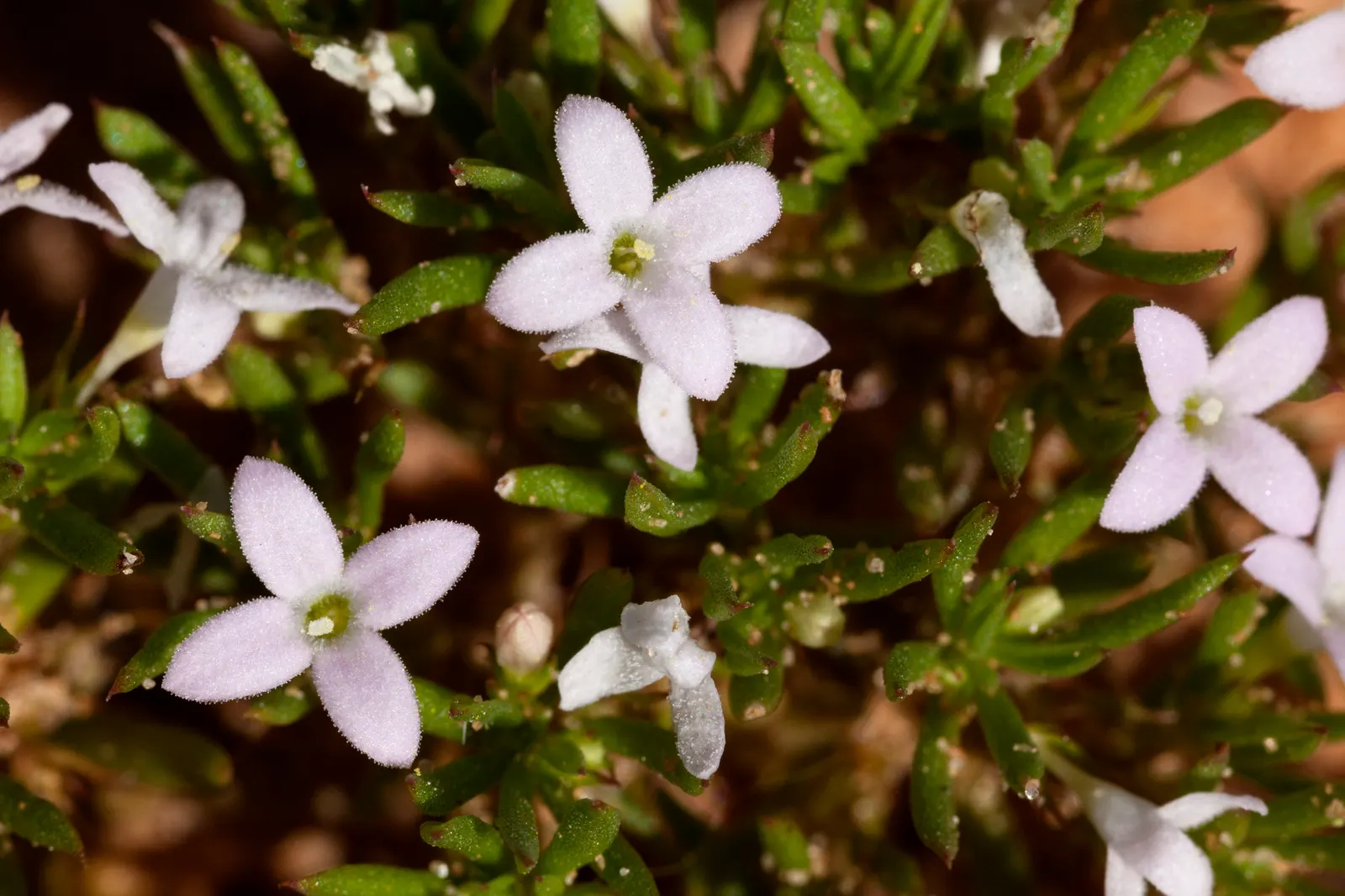 Quaker Ladies (Houstonia Caerulea) — blue and white flowers in the garden; measuring about 0.5 inches in length, image 133