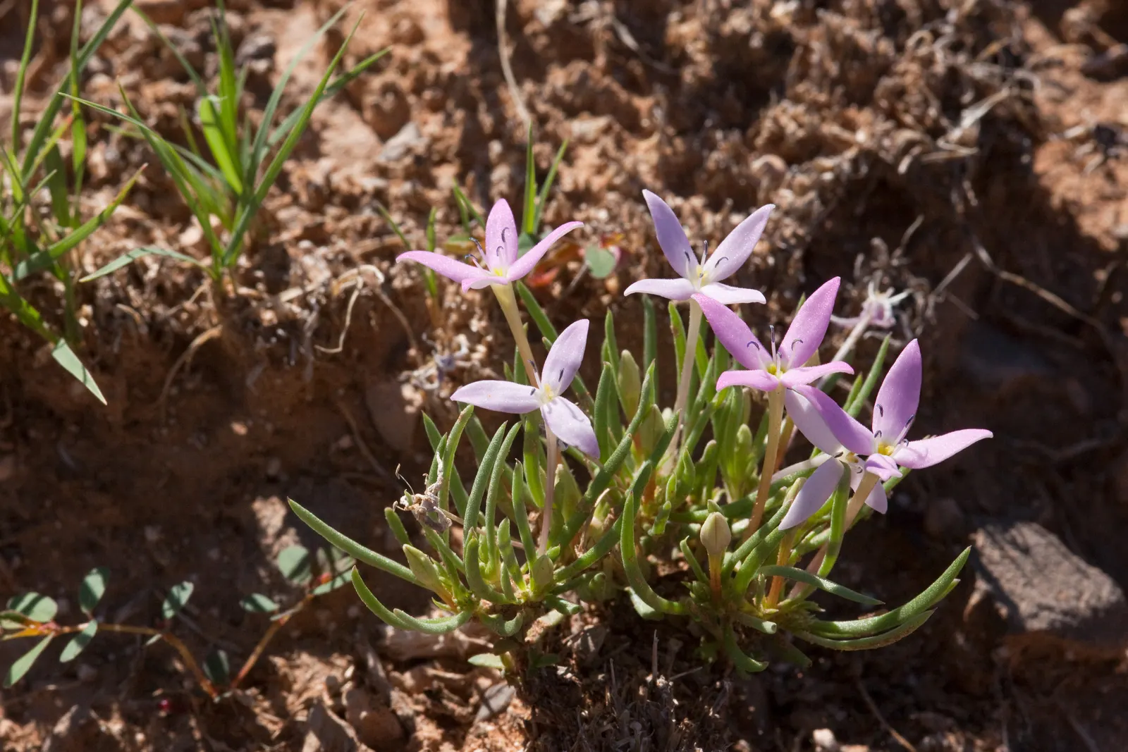 Quaker Ladies (Houstonia Caerulea) — They boast miniature lanceolate to ovate leaves; commonly referred to as Quaker Ladies or Bluets, image 90