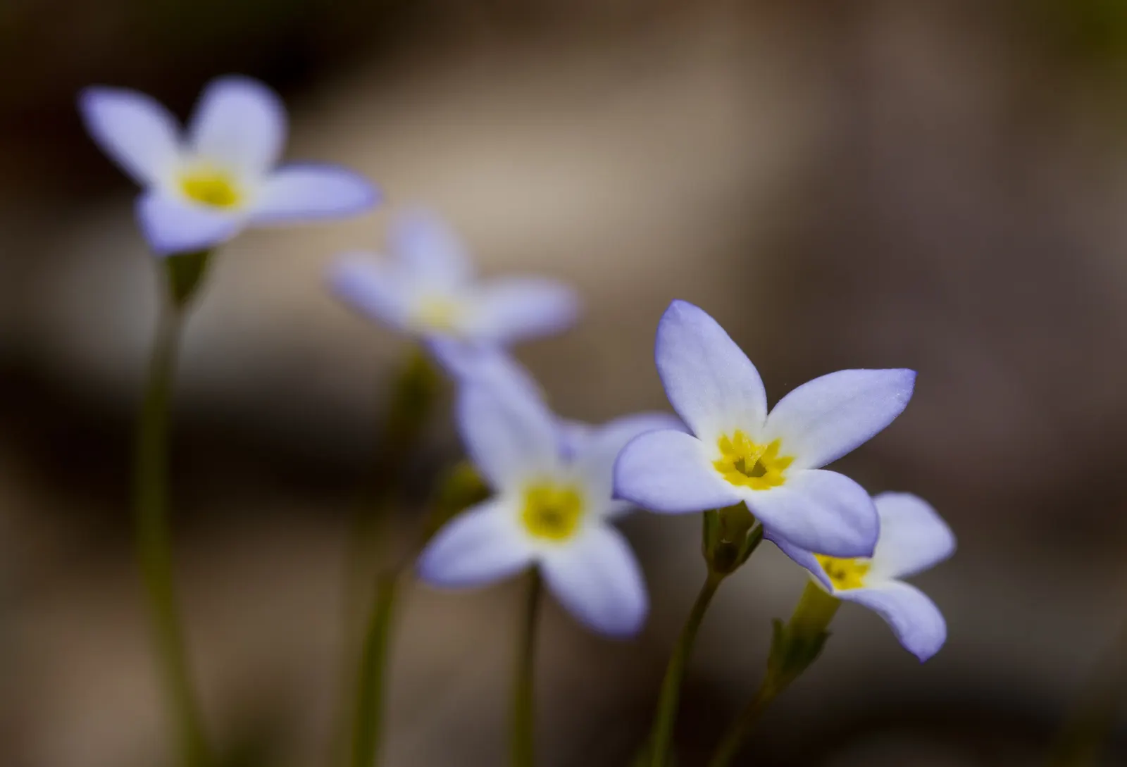 Quaker Ladies (Houstonia Caerulea) — The flowers are perched atop thin; these low-maintenance beauties are ideal for rock gardens, image 150