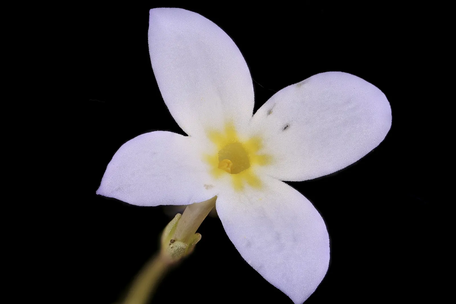Quaker Ladies (Houstonia Caerulea) — is a charming perennial wildflower that adds a delicate touch of blue to the landscape