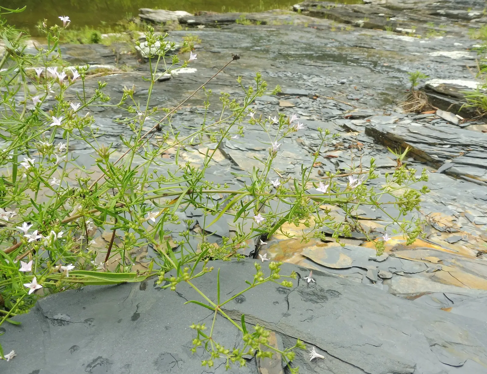 Quaker Ladies (Houstonia Caerulea) — creating a carpet of color reminiscent of a clear, image 41