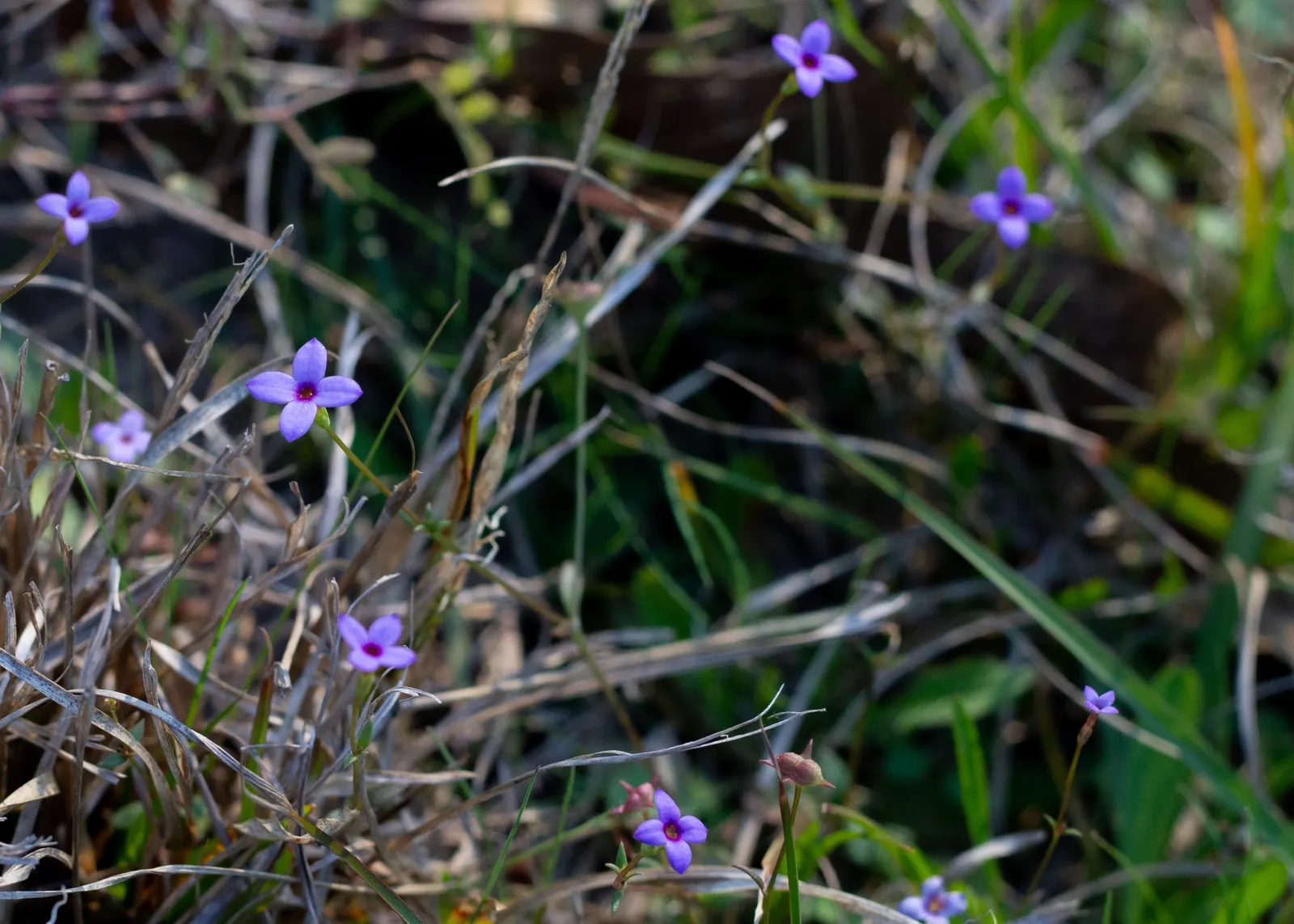 Quaker Ladies (Houstonia Caerulea) — each with a petite yellow center; annual / ground cover / herb / perennial / wildflower for half
