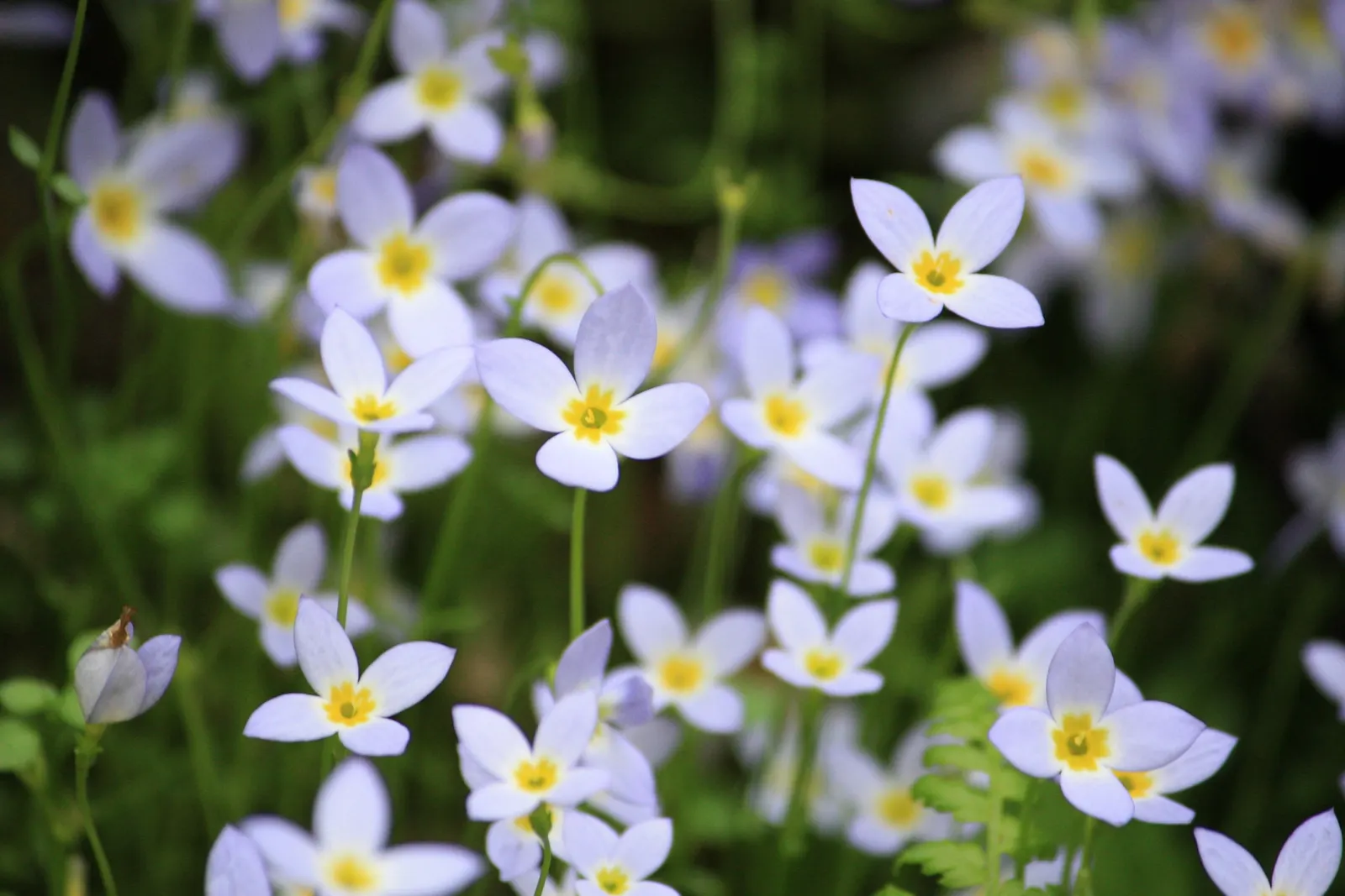 Quaker Ladies (Houstonia Caerulea) — each with a petite yellow center