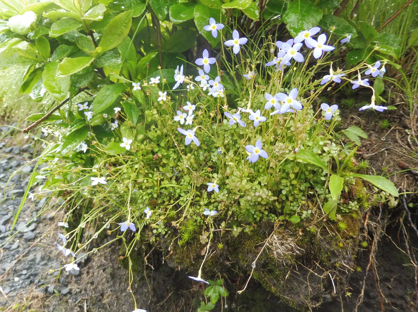 Quaker Ladies (Houstonia Caerulea) — commonly referred to as Quaker Ladies or Bluets