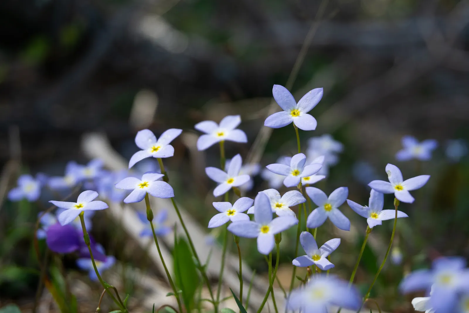Quaker Ladies (Houstonia Caerulea) — offering a low-maintenance ground cover ideal for rock gardens and naturalized woodland areas, image 86