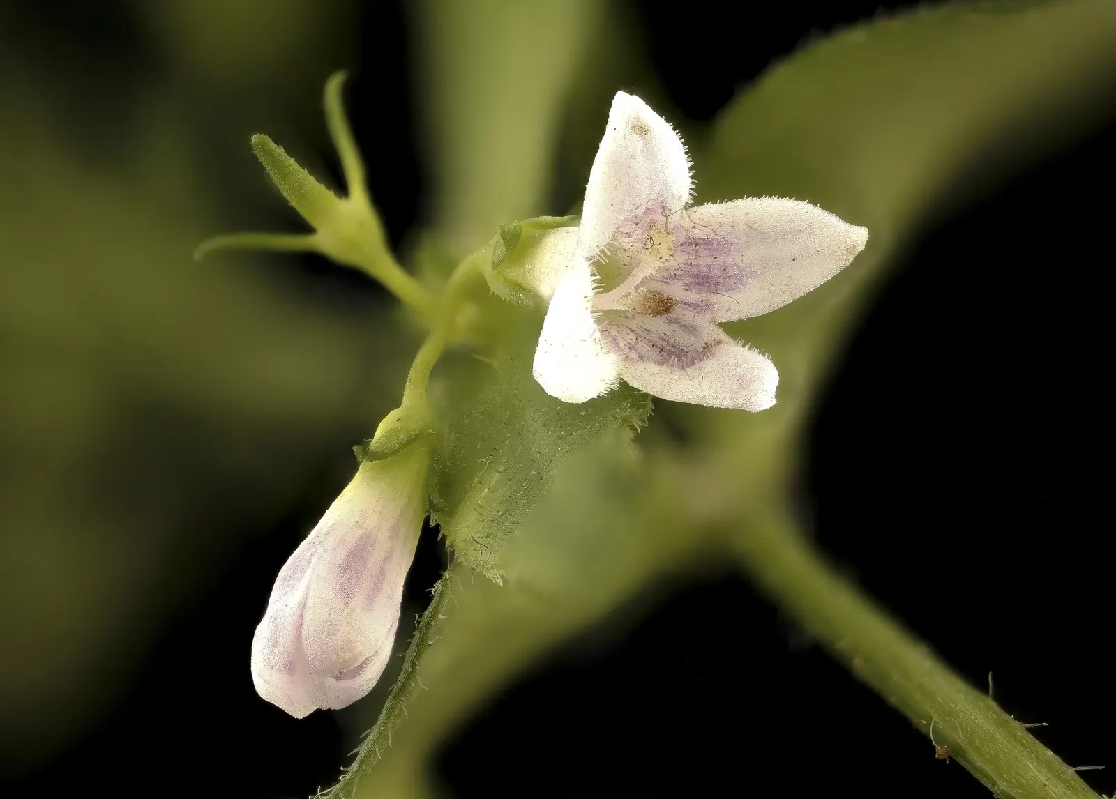 Quaker Ladies (Houstonia Caerulea) — evergreen rosette at the base.<br><br>The true allure of Quaker Ladies lies in their sky-blue flowers; often, image 65