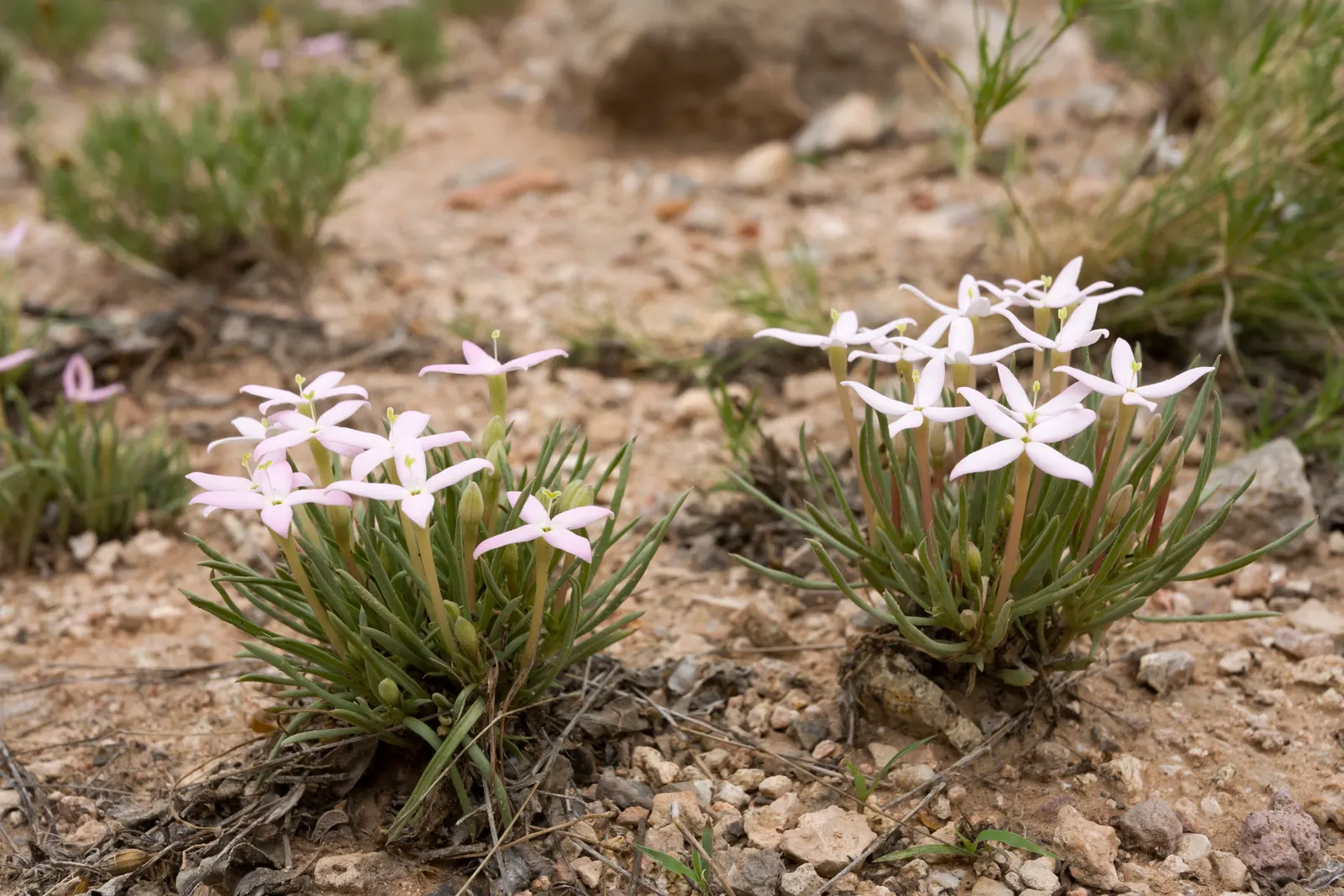 Quaker Ladies (Houstonia Caerulea) — These blossoms are about 0.5 inches in diameter and appear in profusion from early spring until early summer; is a
